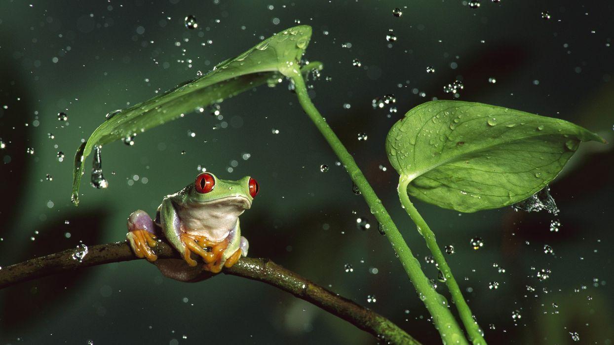Nature rain jungle animals leaves frogs water drops macro