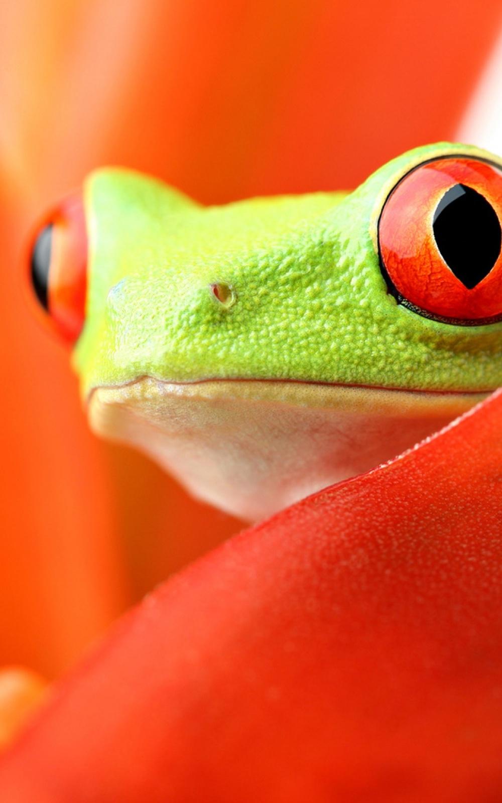 Amphibians Frog Mobile Wallpaper