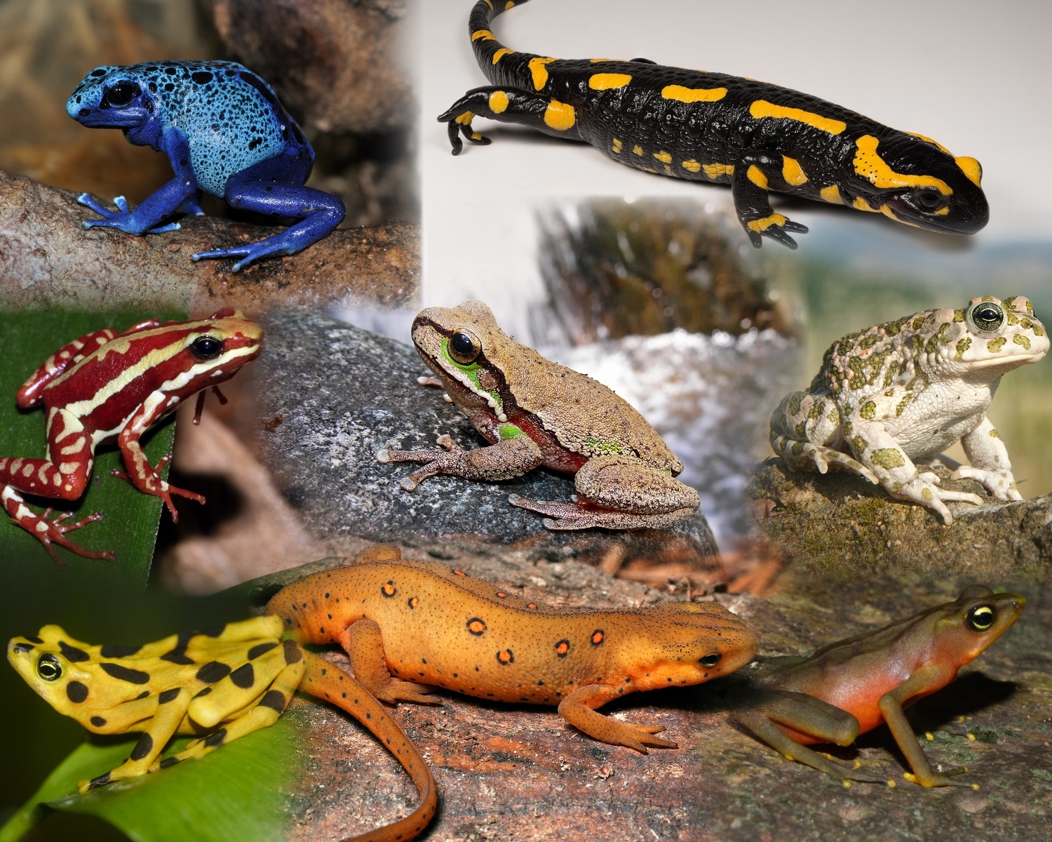 What are Amphibians? The Species of the World in Image