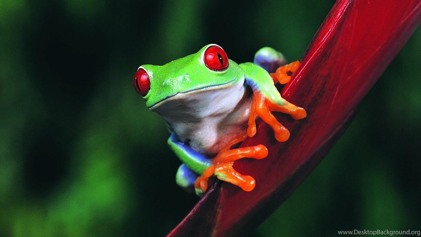 Red Eyed Tree Frog Amphibians Animals Frogs Wallpaper