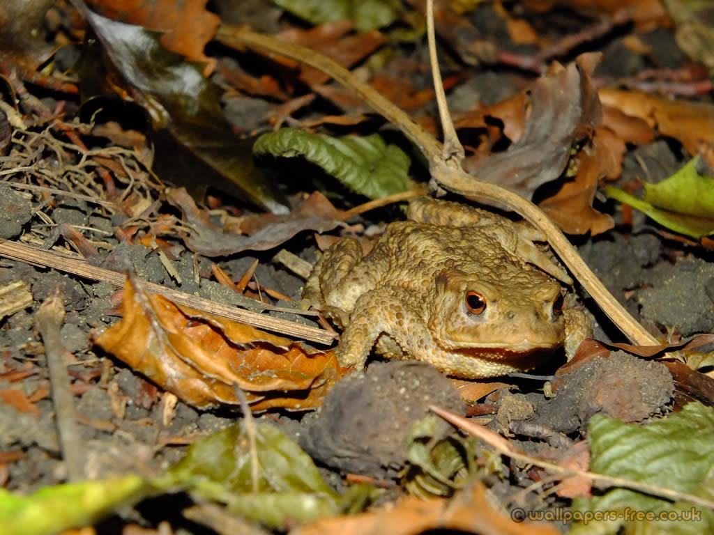 Toad In Undergrowth