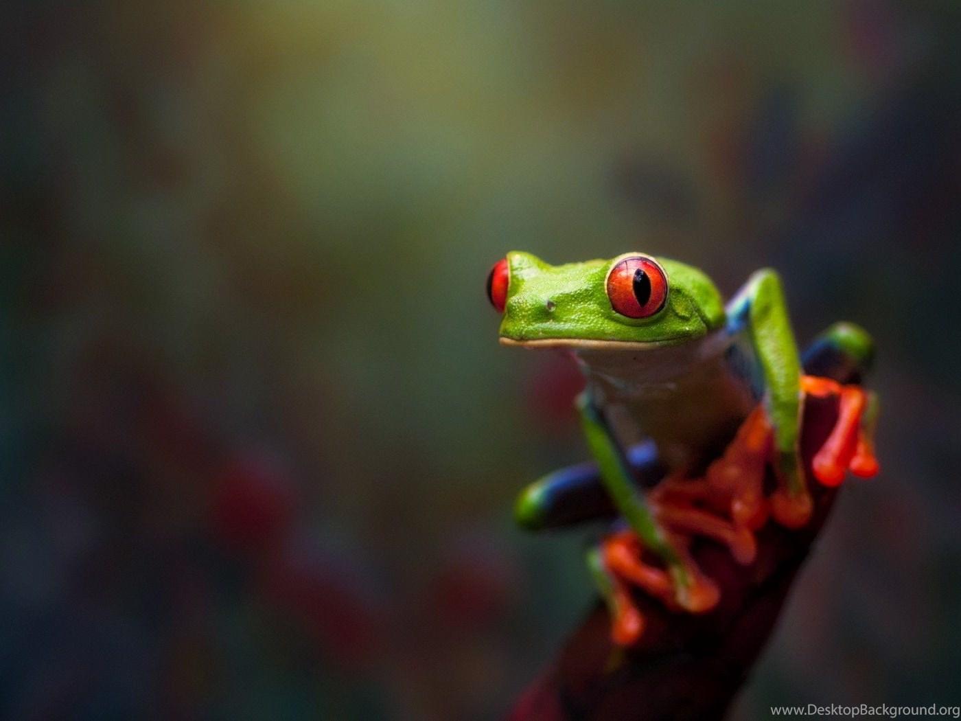 Animals, Frog, Amphibian, Red Eyed Tree Frogs Wallpaper HD