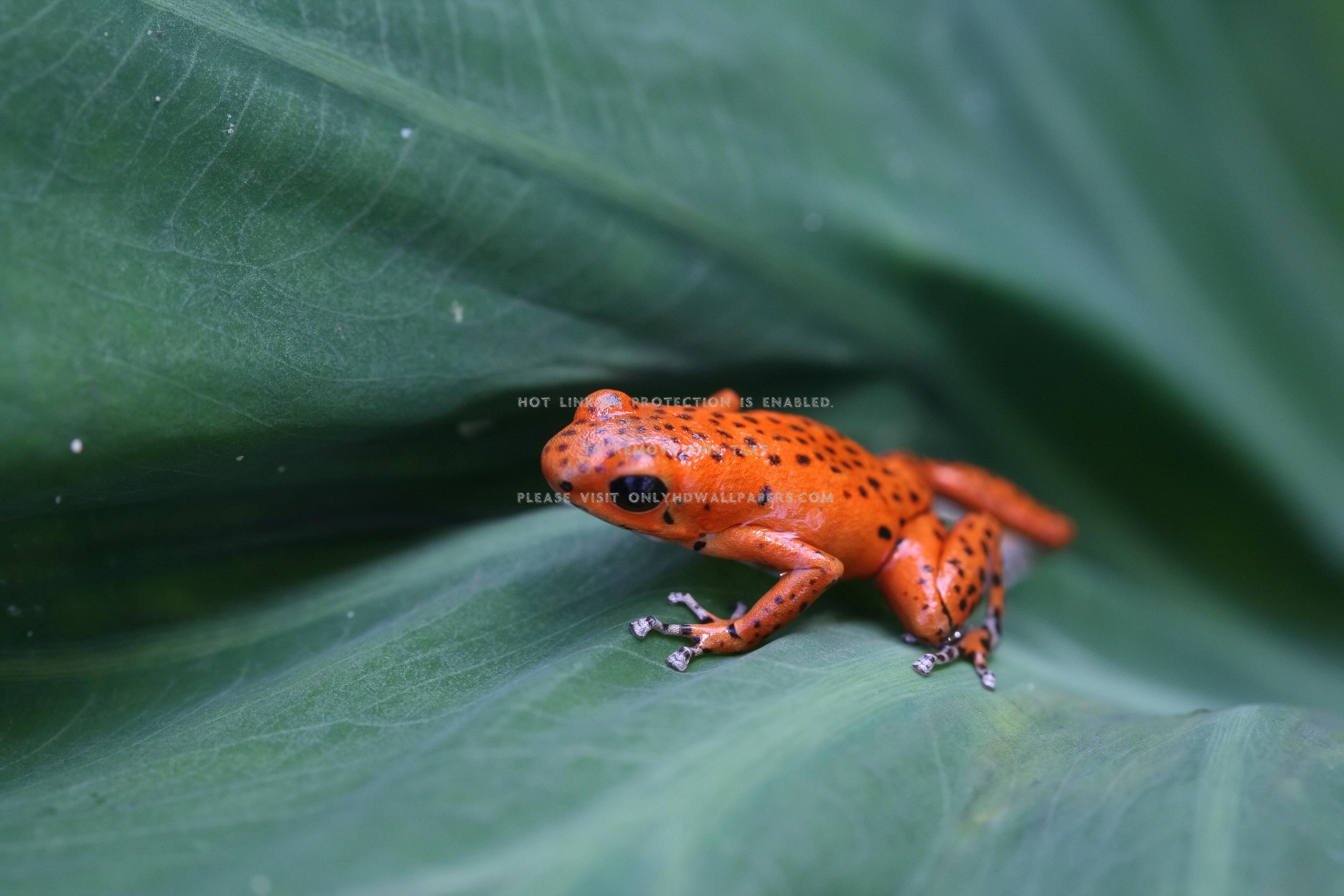 Animals leaves Frogs amphibians