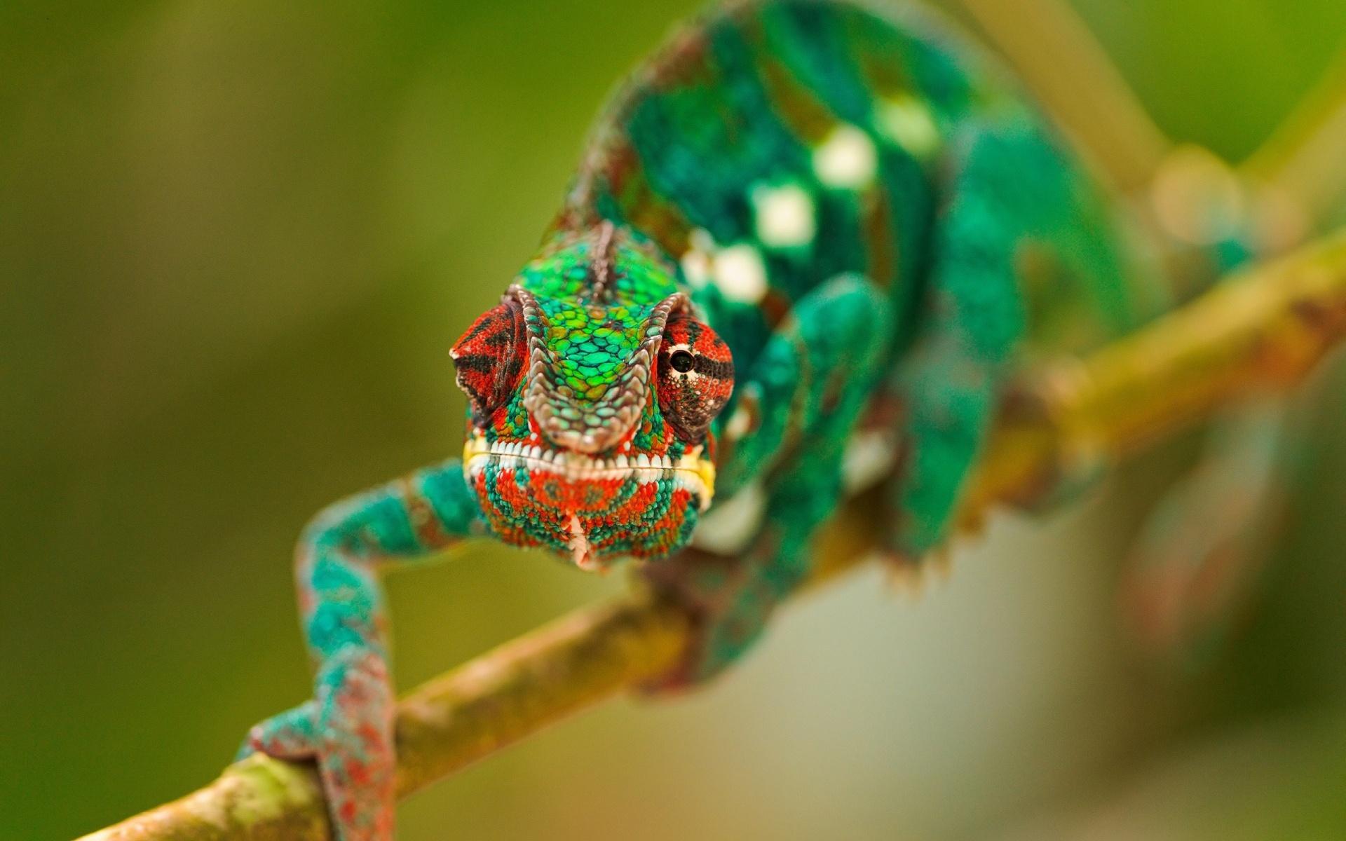 Wallpaper Amphibians, a chameleon 1920x1200 HD Picture, Image