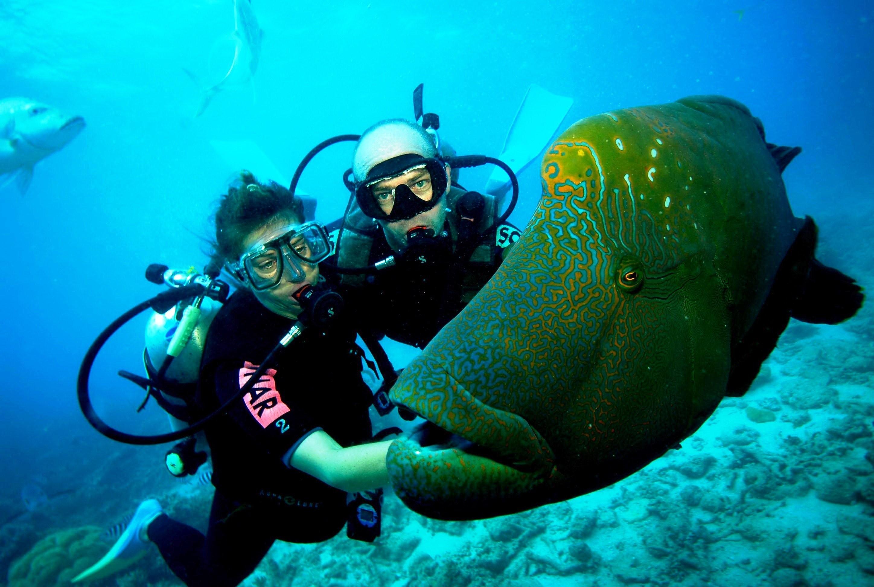 Scuba Diving Wallpaper