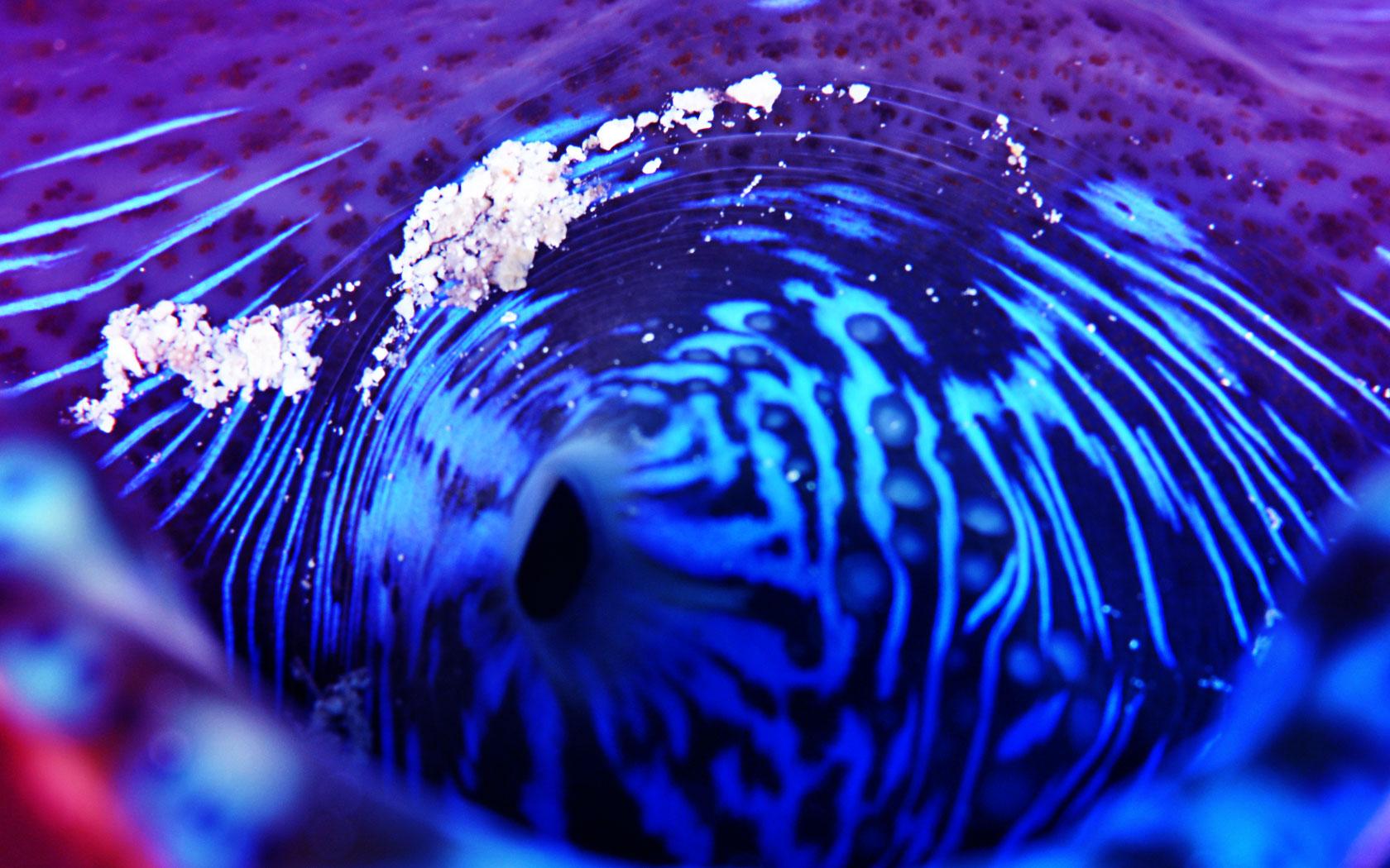 Scuba Diving Wallpaper High Resolution