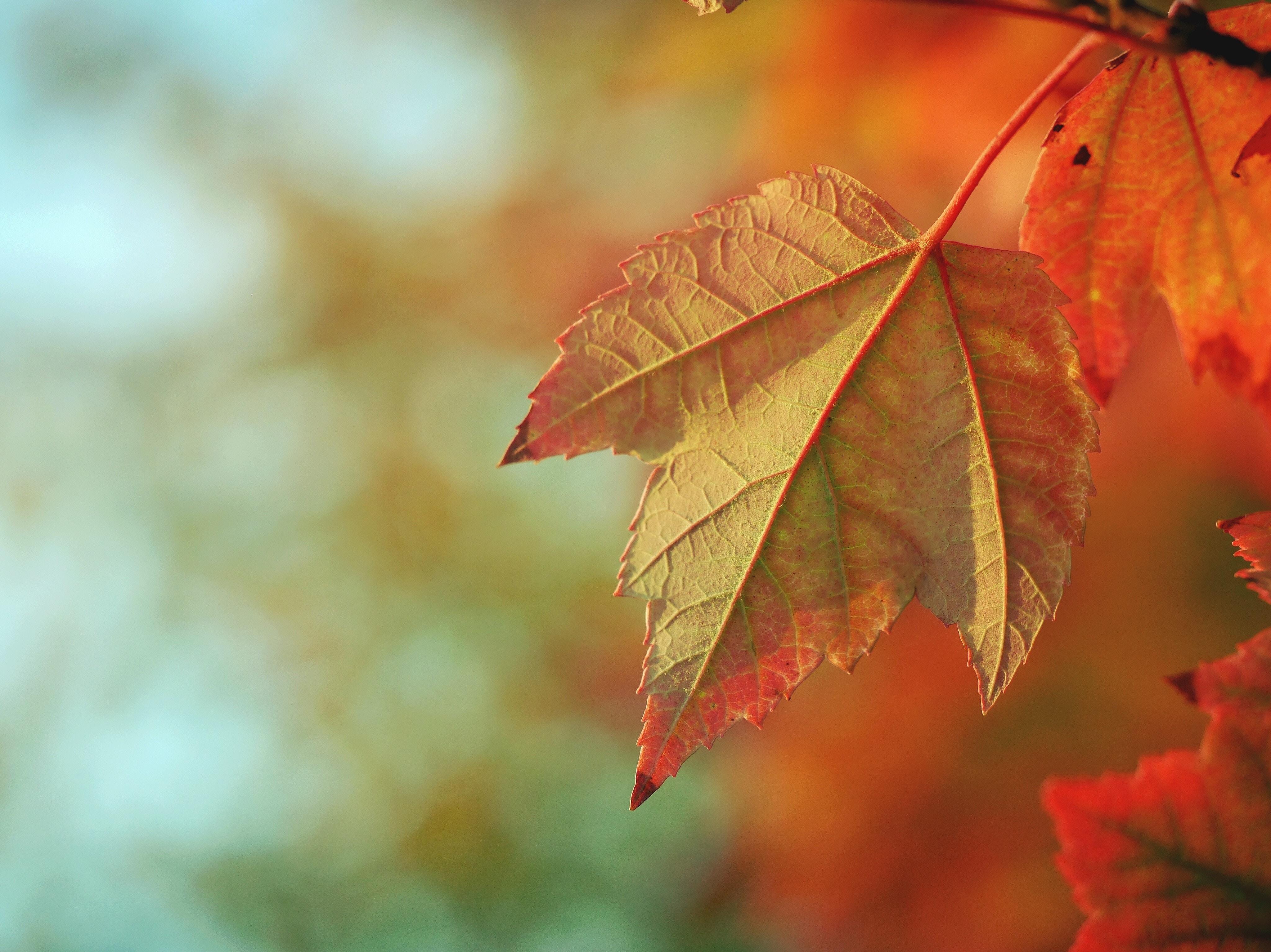 5184x3456 #leaf, #blur, #orange, #forest, #autumn, #bunny, #nature, #bokeh, #rabbit, #fall, #leafe, #PNG image
