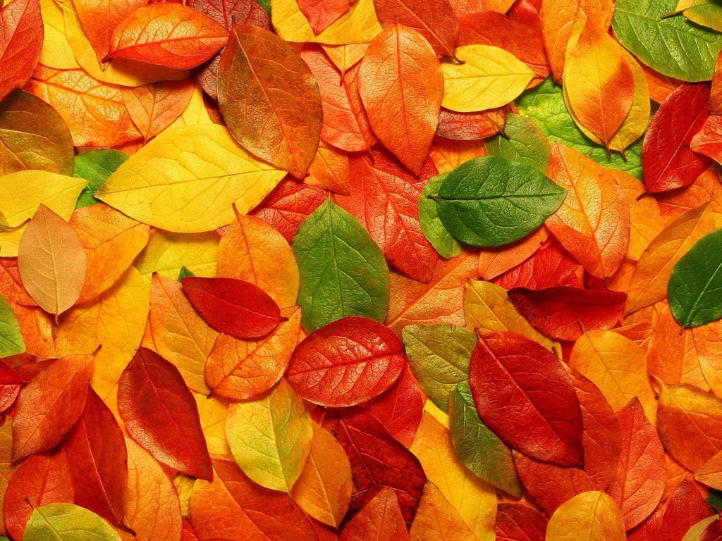 Eye Catching Autumn and Fall Wallpaper