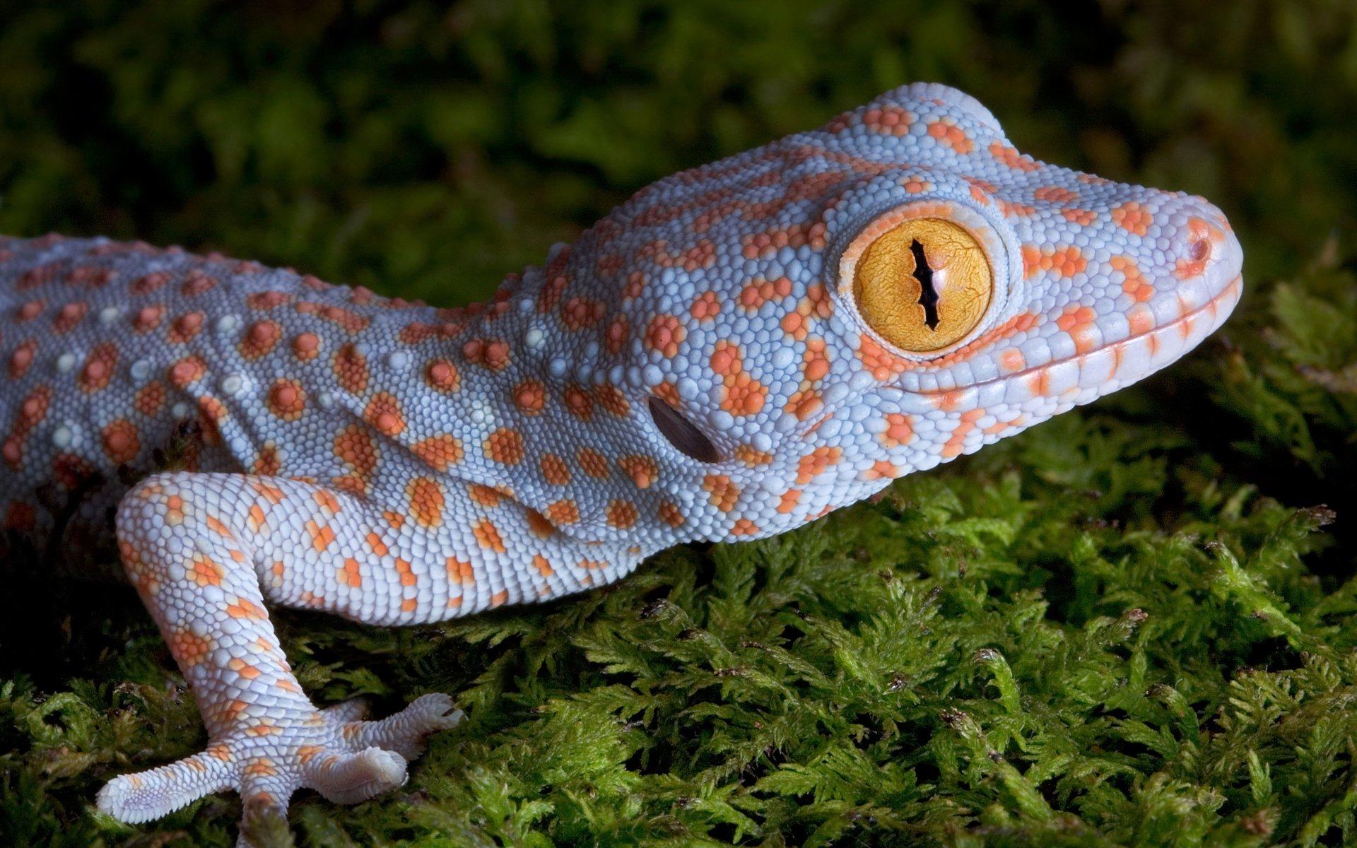 70 Gecko HD Wallpapers and Backgrounds