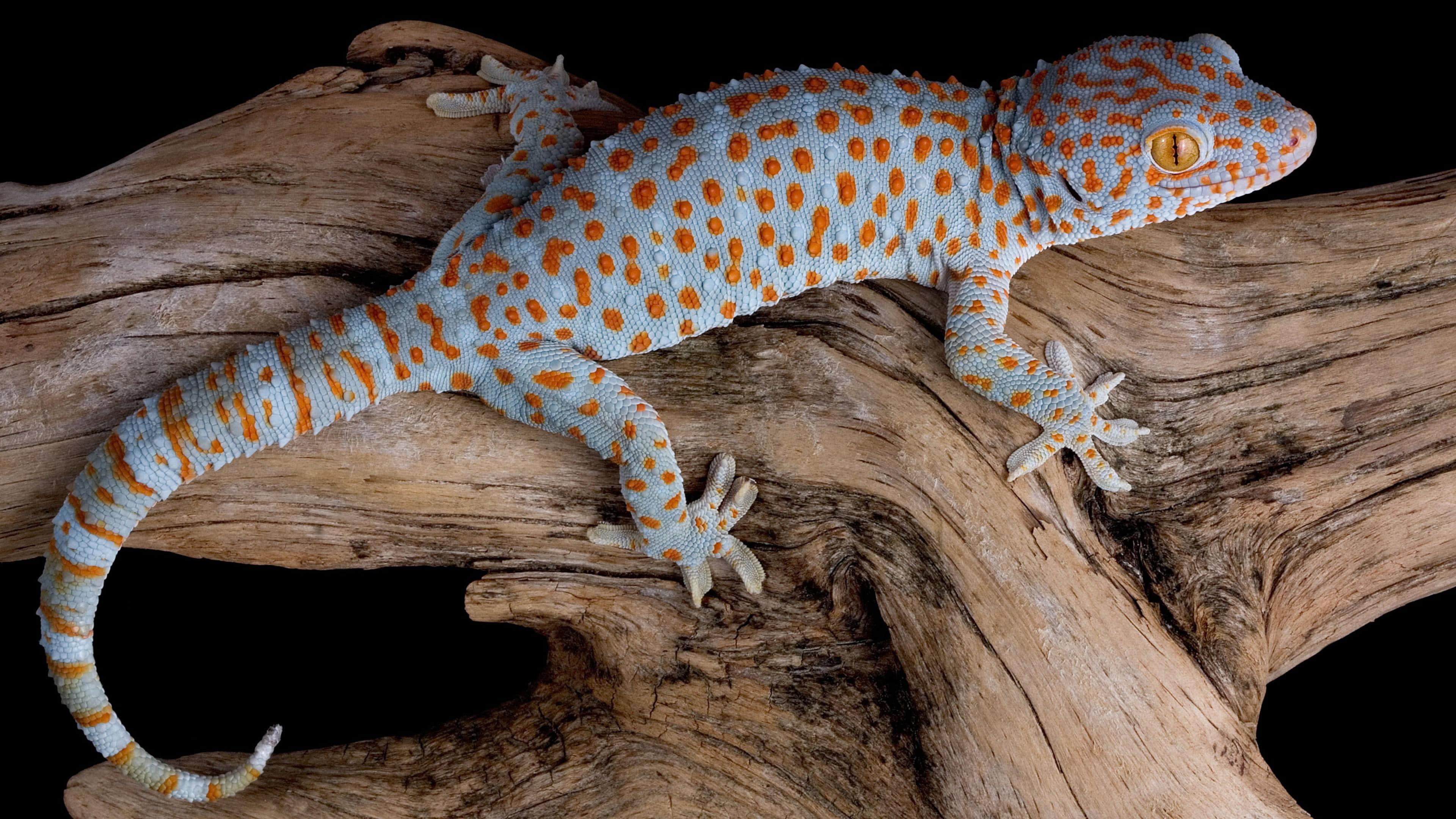 Tokay Gecko UHD 4K Wallpaper