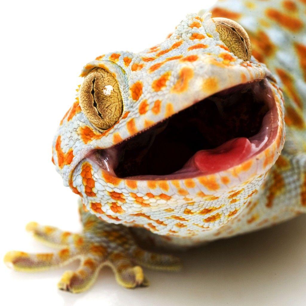 Gecko Wallpaper 3 Gecko HD