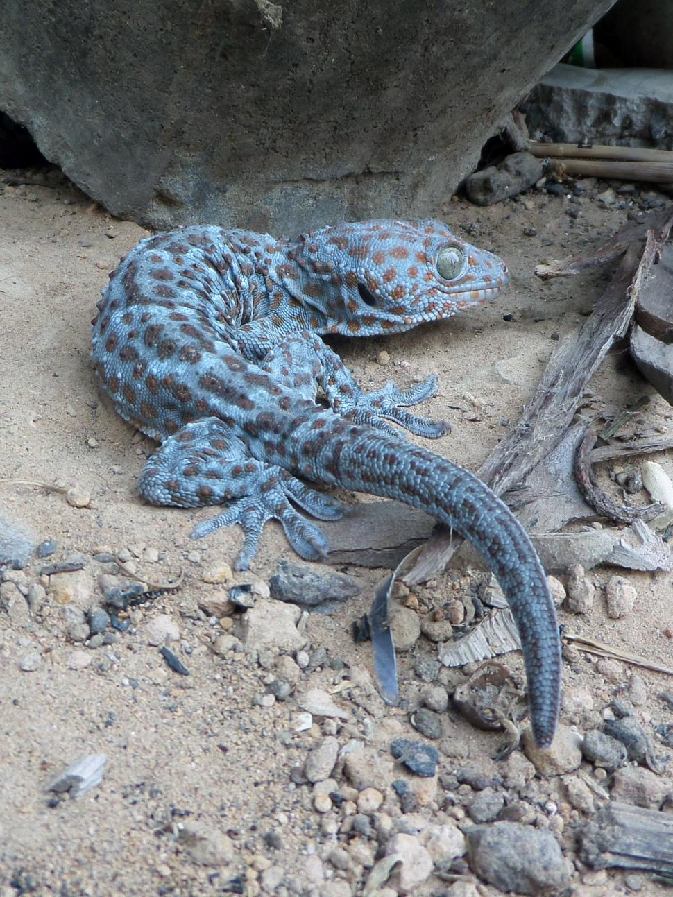 Get Free of Tokay gecko Online. Download