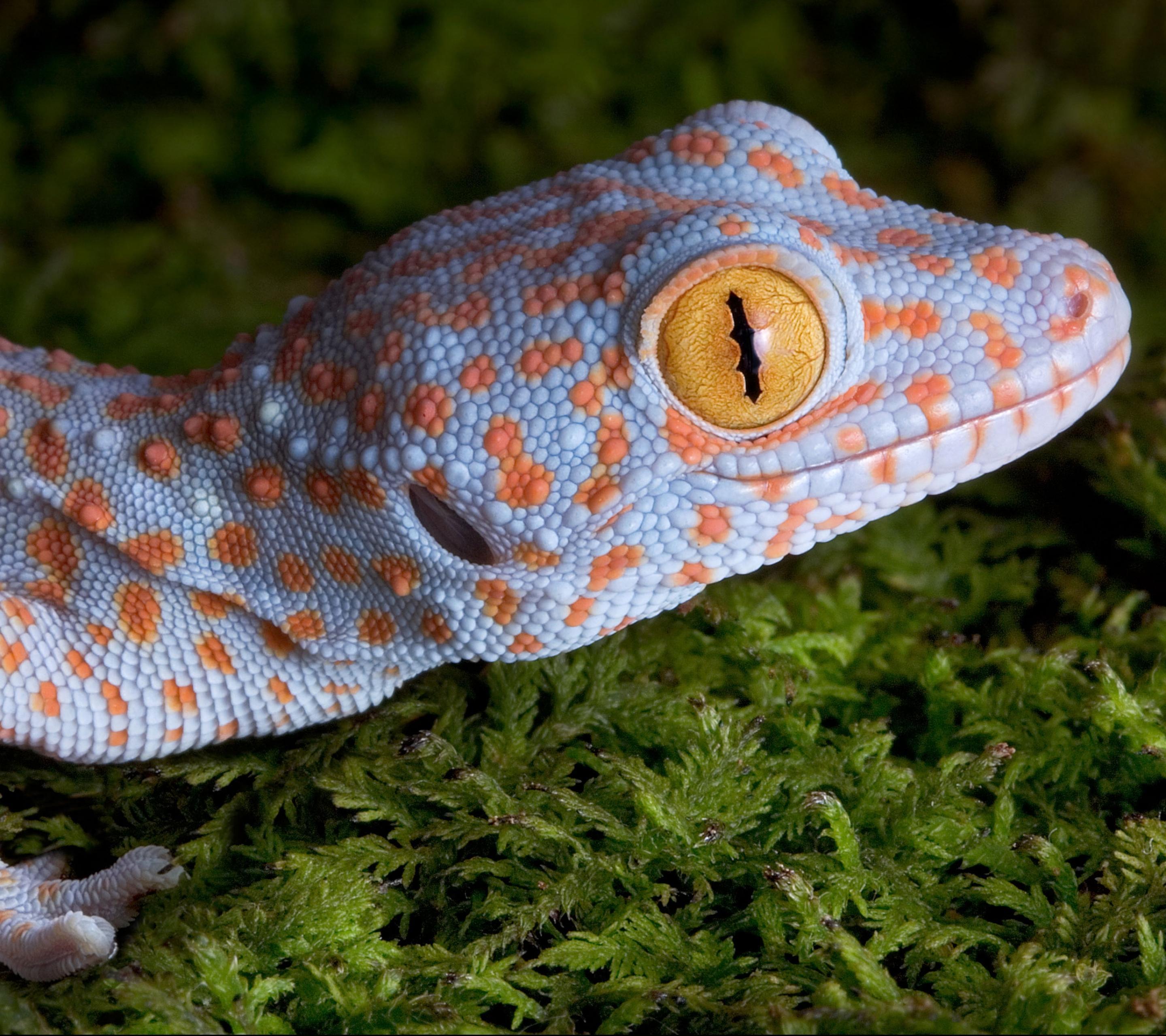 Animal Tokay Gecko (2880x2560) Wallpaper