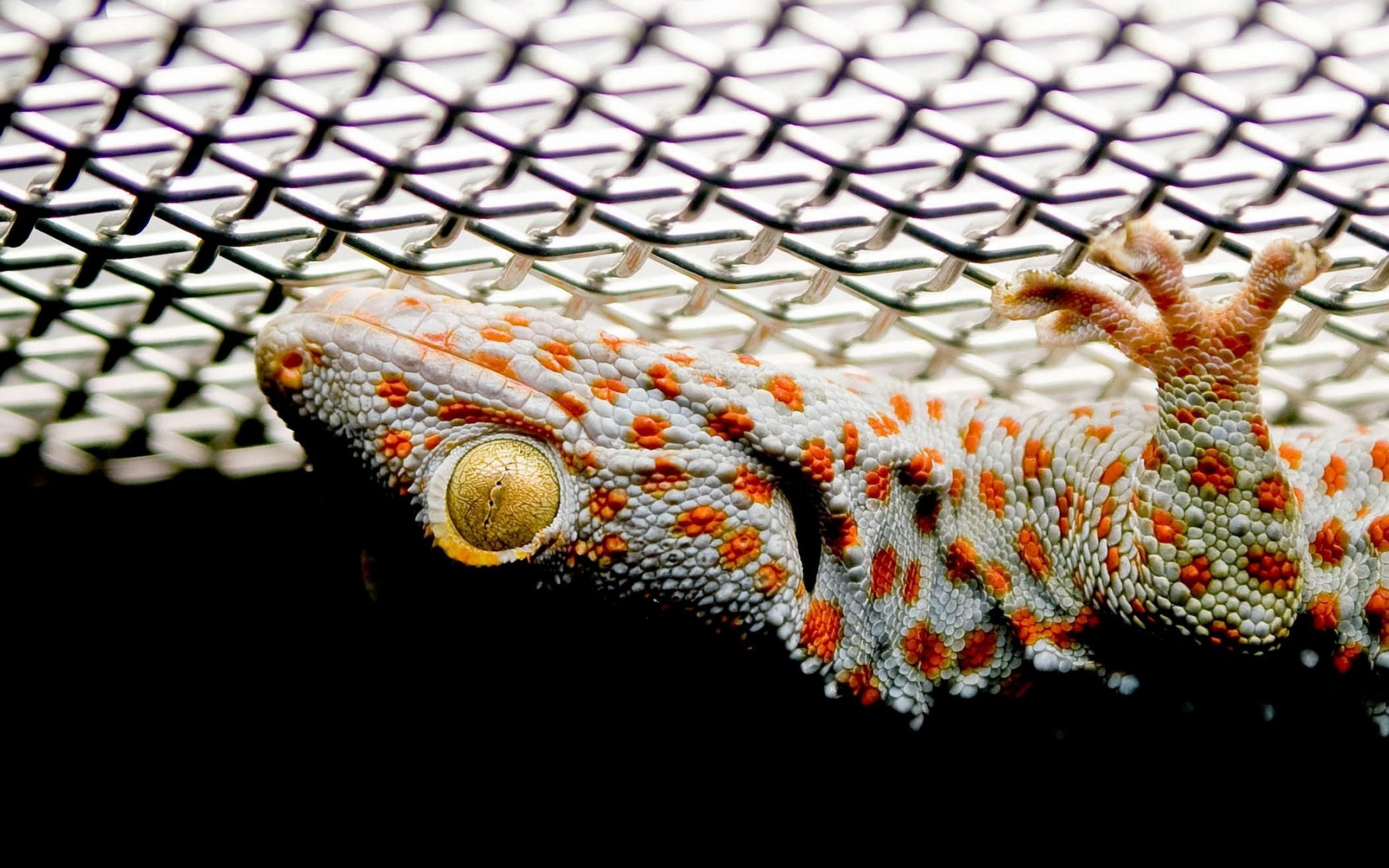 Amazing tokay gecko. Animal. Tokkoro.com Amazing