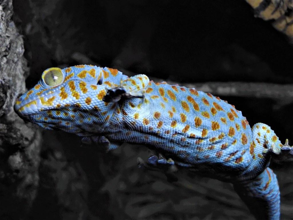 Tokay Gecko. Wingham Wildlife Park