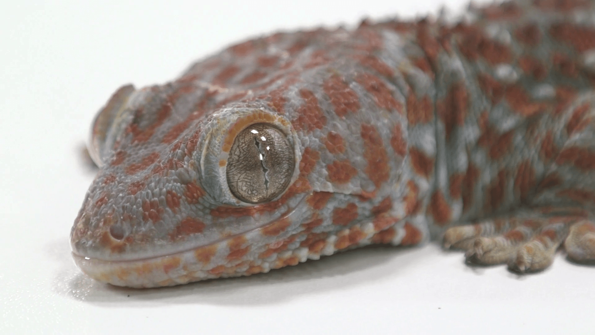 Tokay Gecko portrait shot on white Stock Video Footage