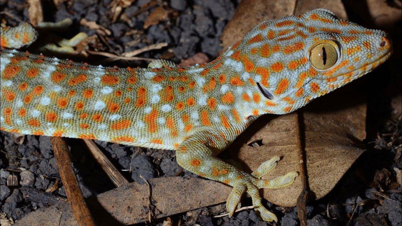 তকষক গরগটর দম কন লখ টক.. Tokay Gecko