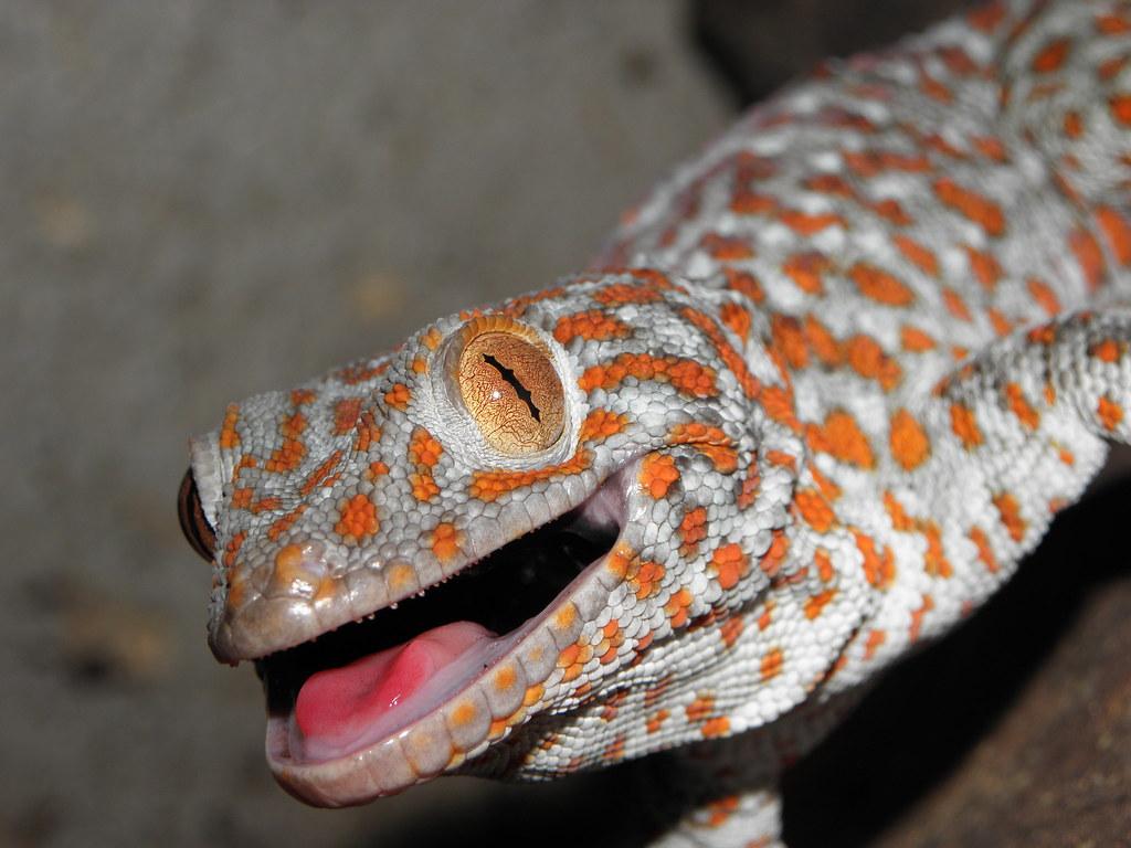 Tokay Gecko. 大壁虎. Gecko. Tokay Gecko. 大壁虎. Gekko