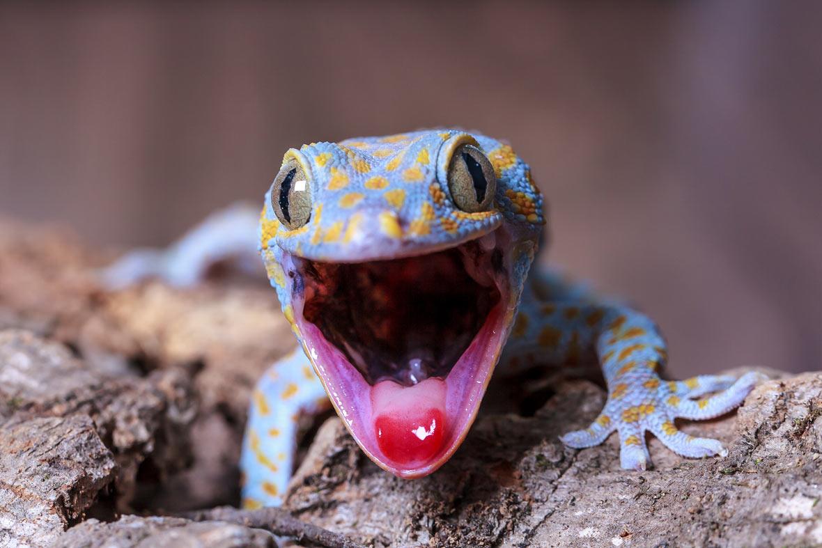 Totally gorgeous geckos. Film and Photo. Earth