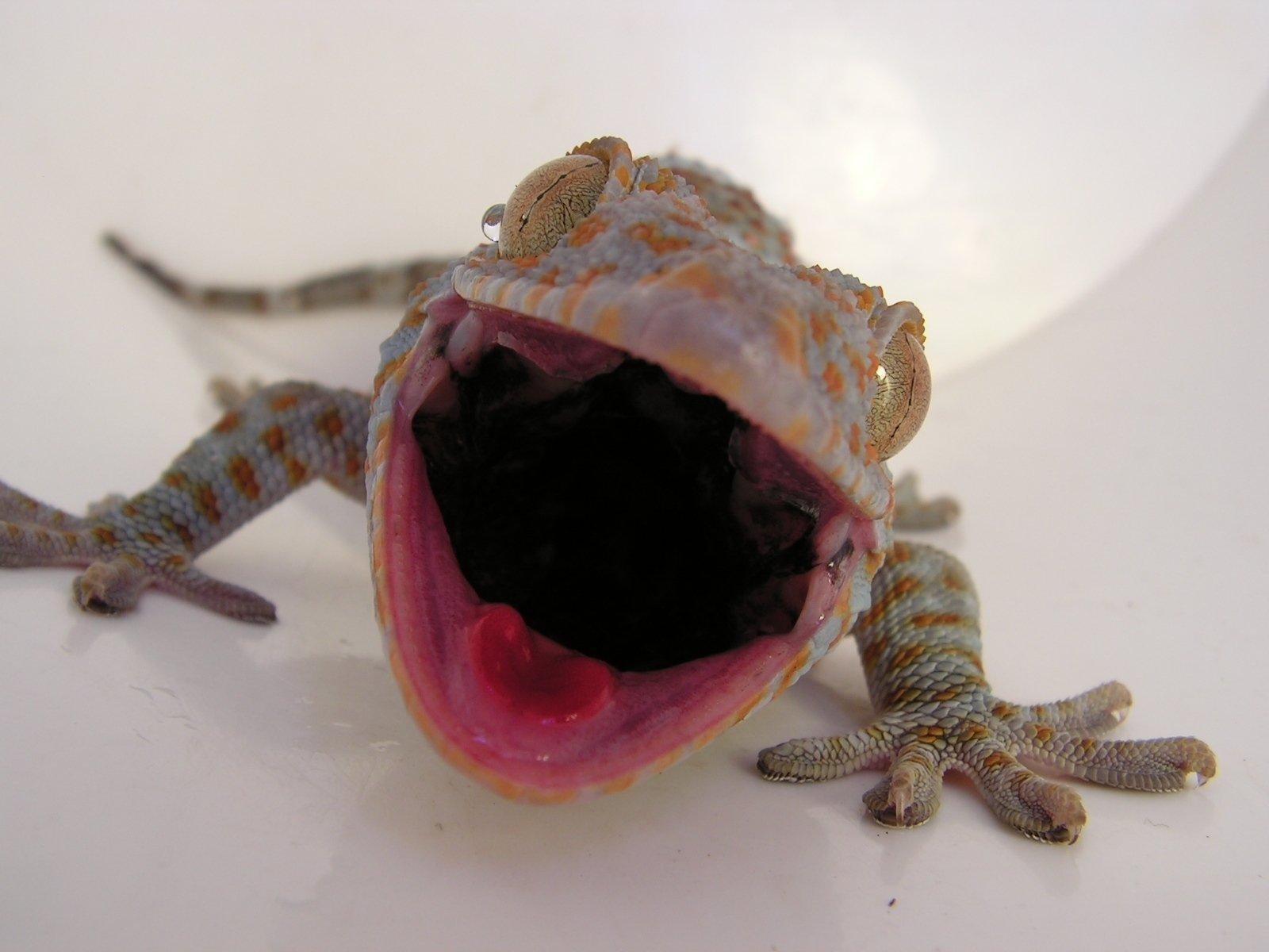 Tokay Gecko Wallpapers - Wallpaper Cave