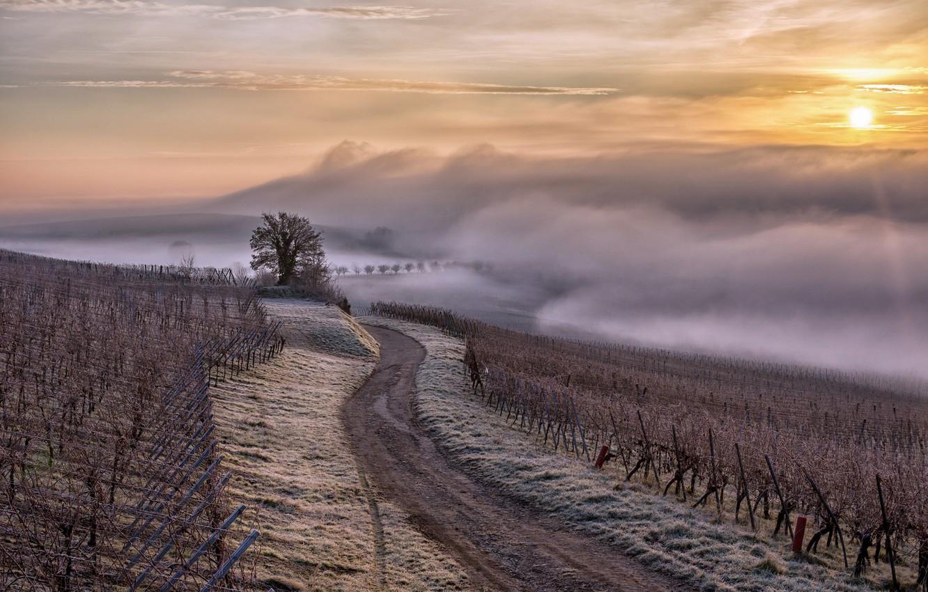 Wallpaper France, brouillard, brume, Alsace Region, Alsace, vignes