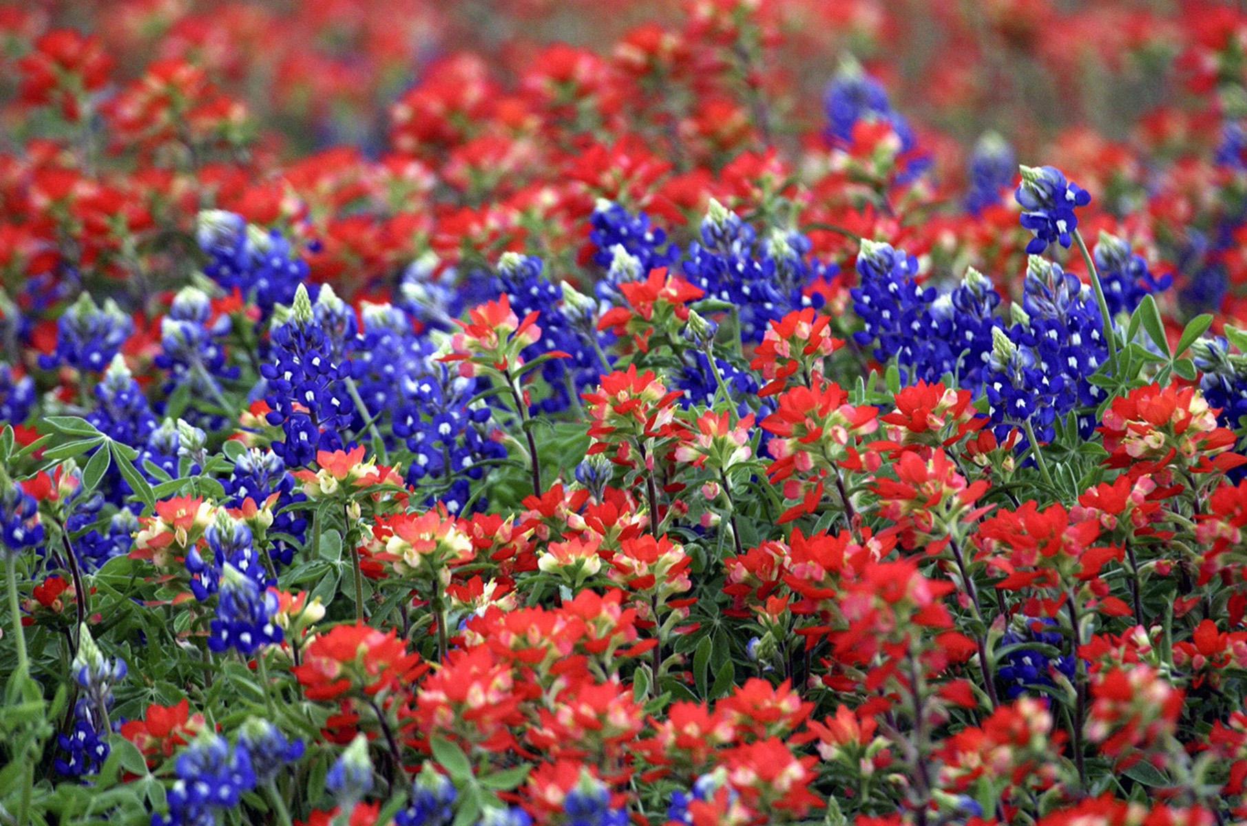 bluebonnets and indian paintbrush. Texas Wildflowers. Wild