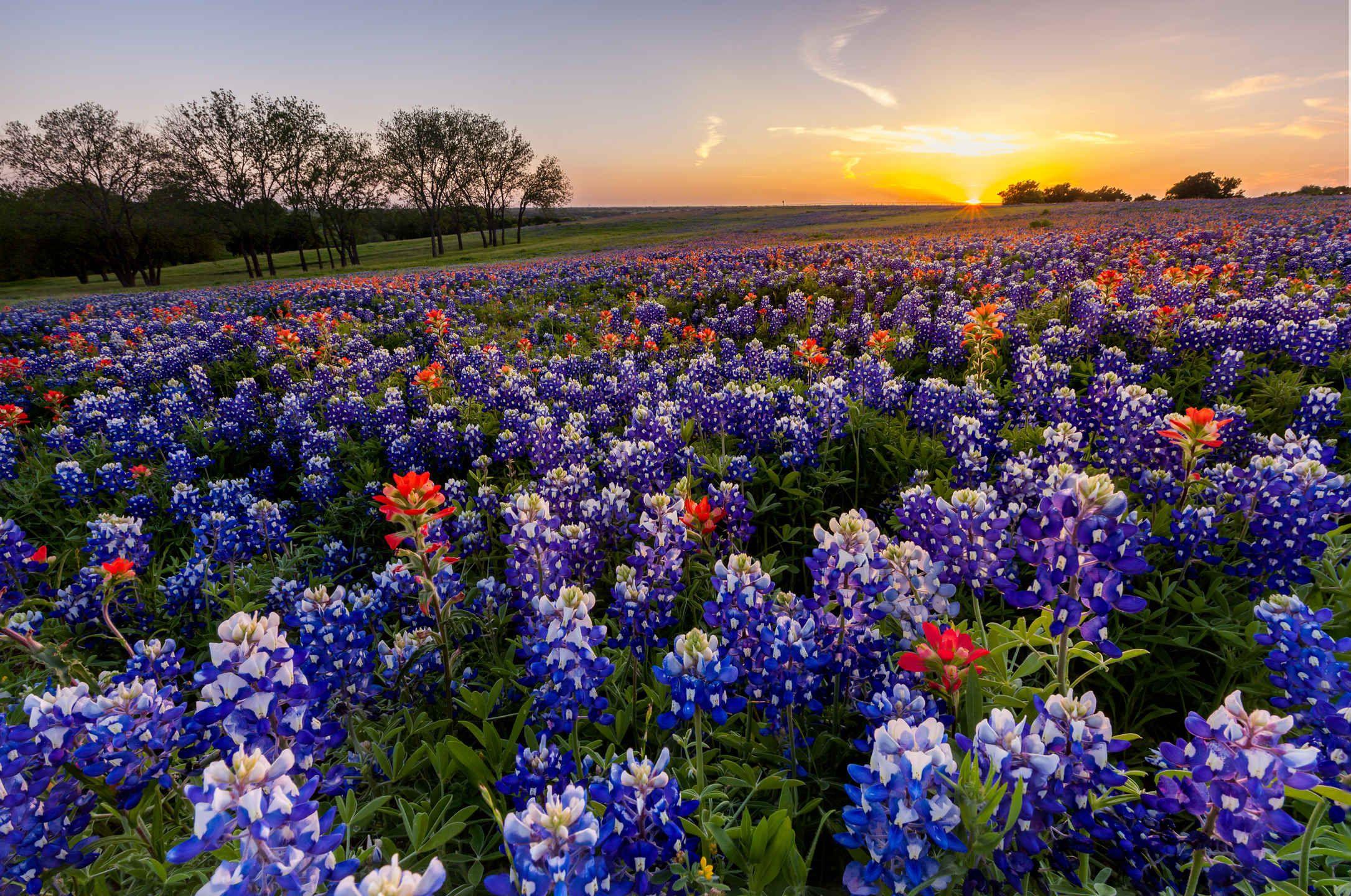 Texas Wildflower. inspiration. Texas bluebonnets, Blue
