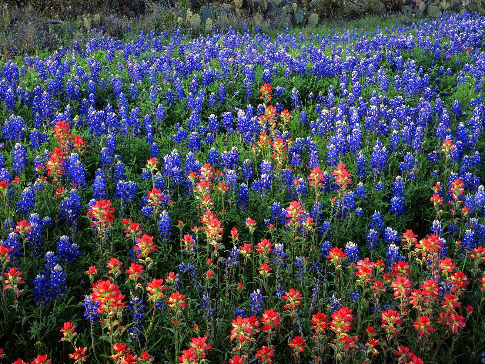 image For > Bluebonnet Field Painting. spring. Lupine