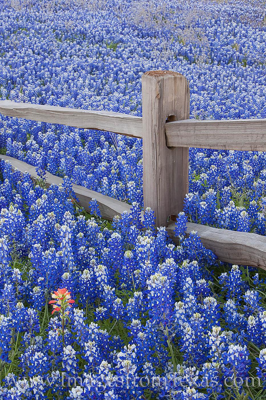 texas hill country. Rob Greebon Photo Blog