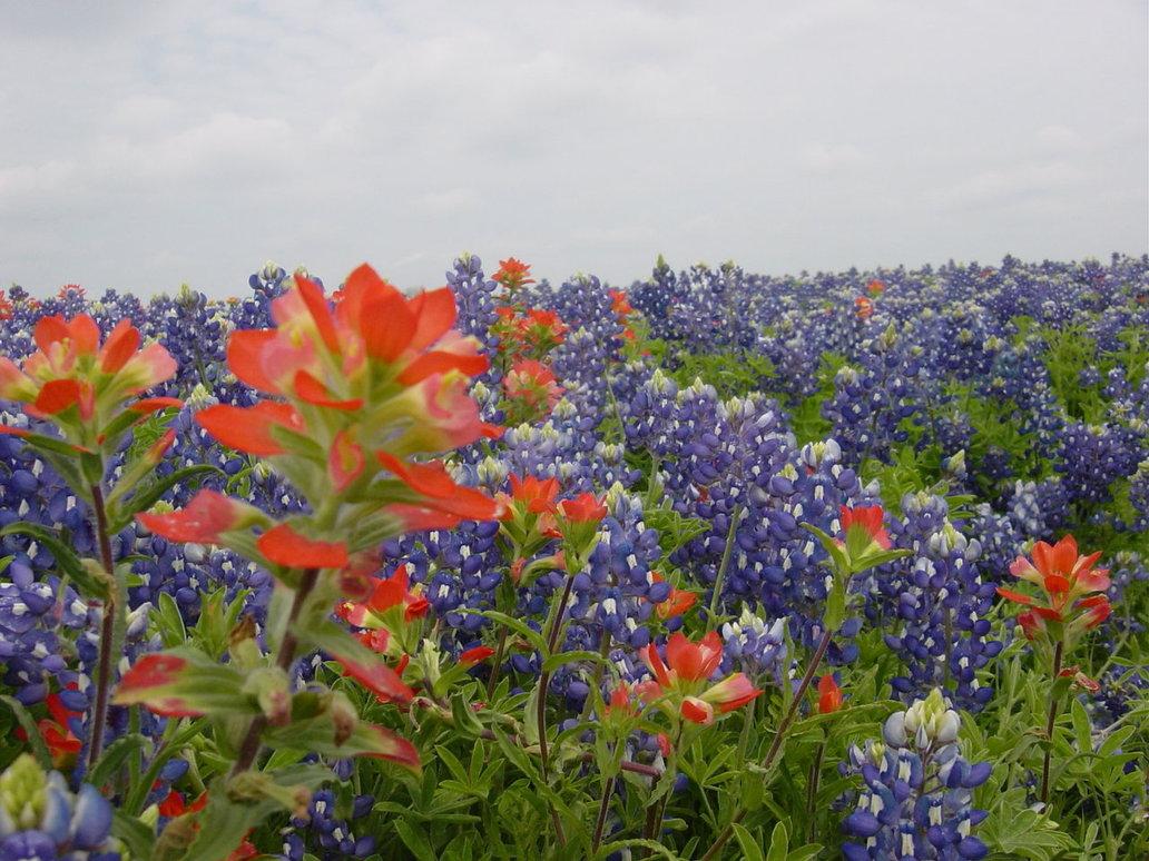 Texas Wildflower Wallpaper