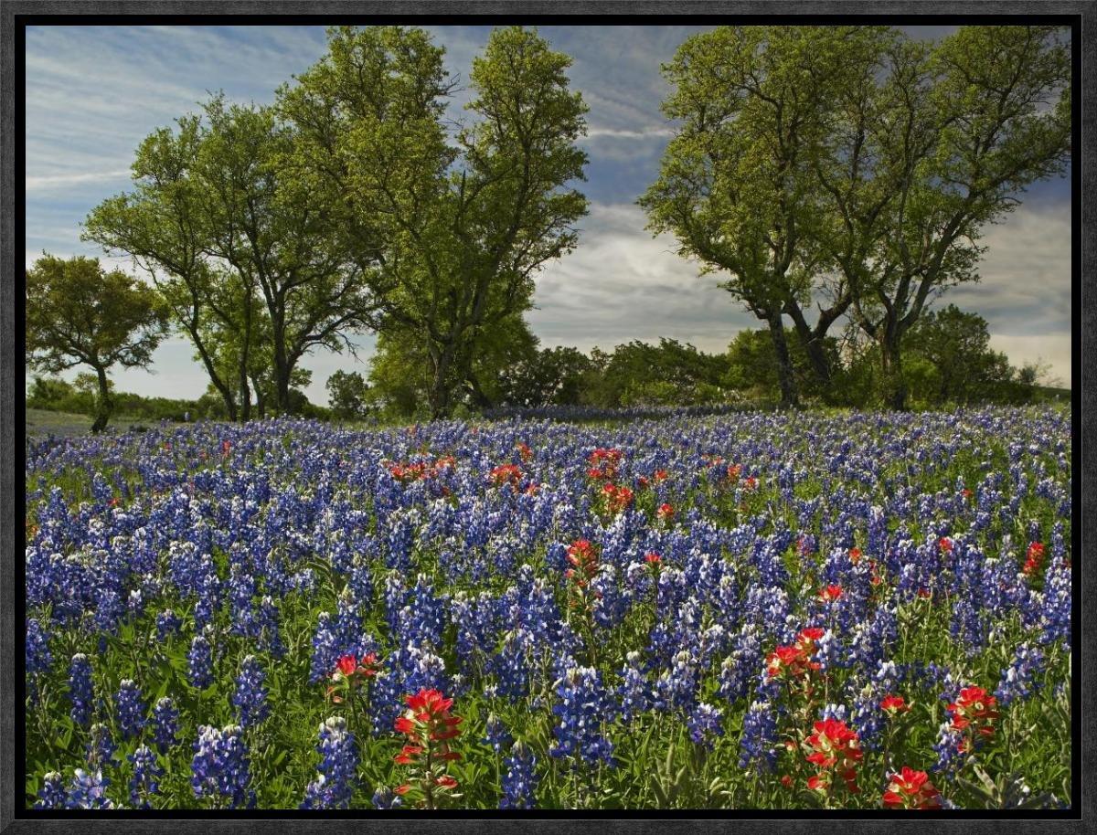Global Gallery Sand Bluebonnets and Indian Paintbrush in Bloom, Hill Country, Texas by Tim Fitzharris Framed Photographic Print on Canvas