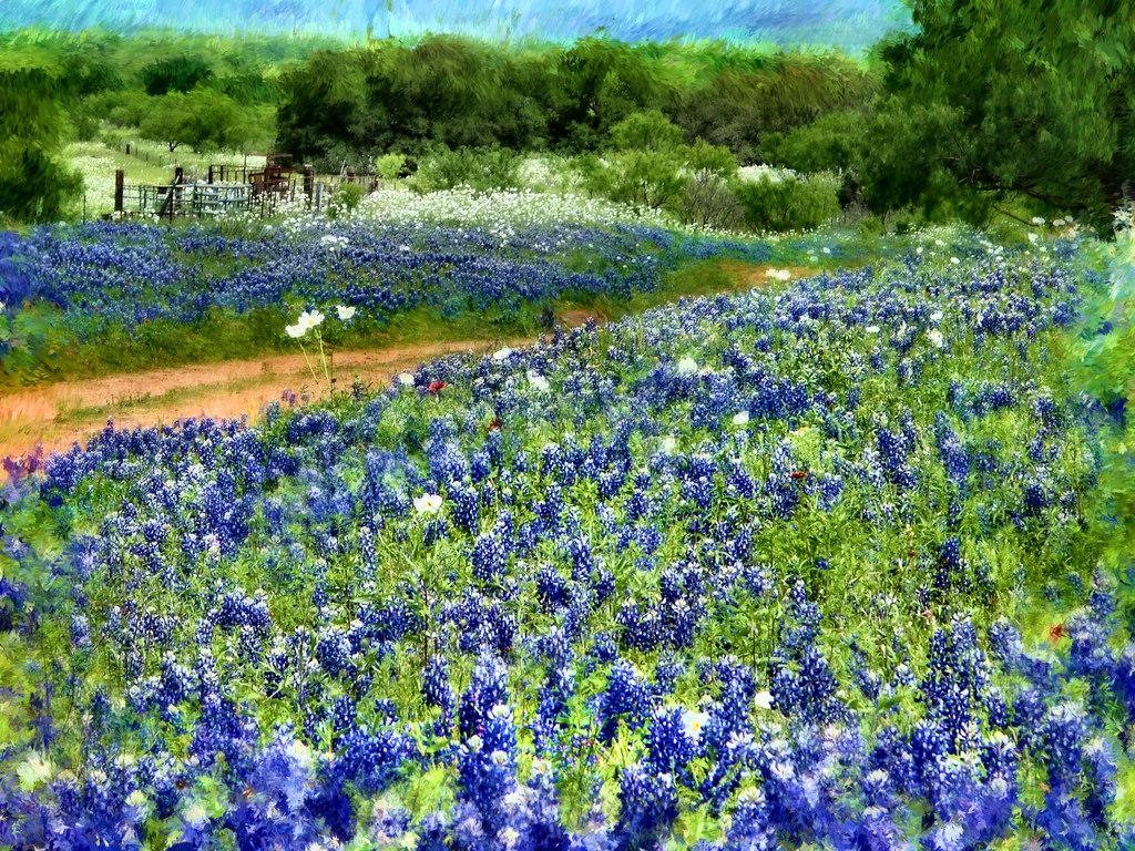 Iconic Pics of the Texas Hill Country