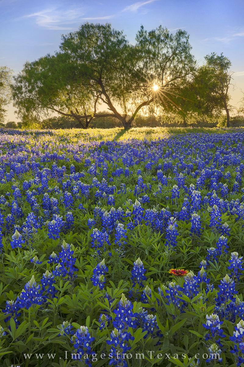 Texas Bluebonnets Image and Prints. Image from Texas