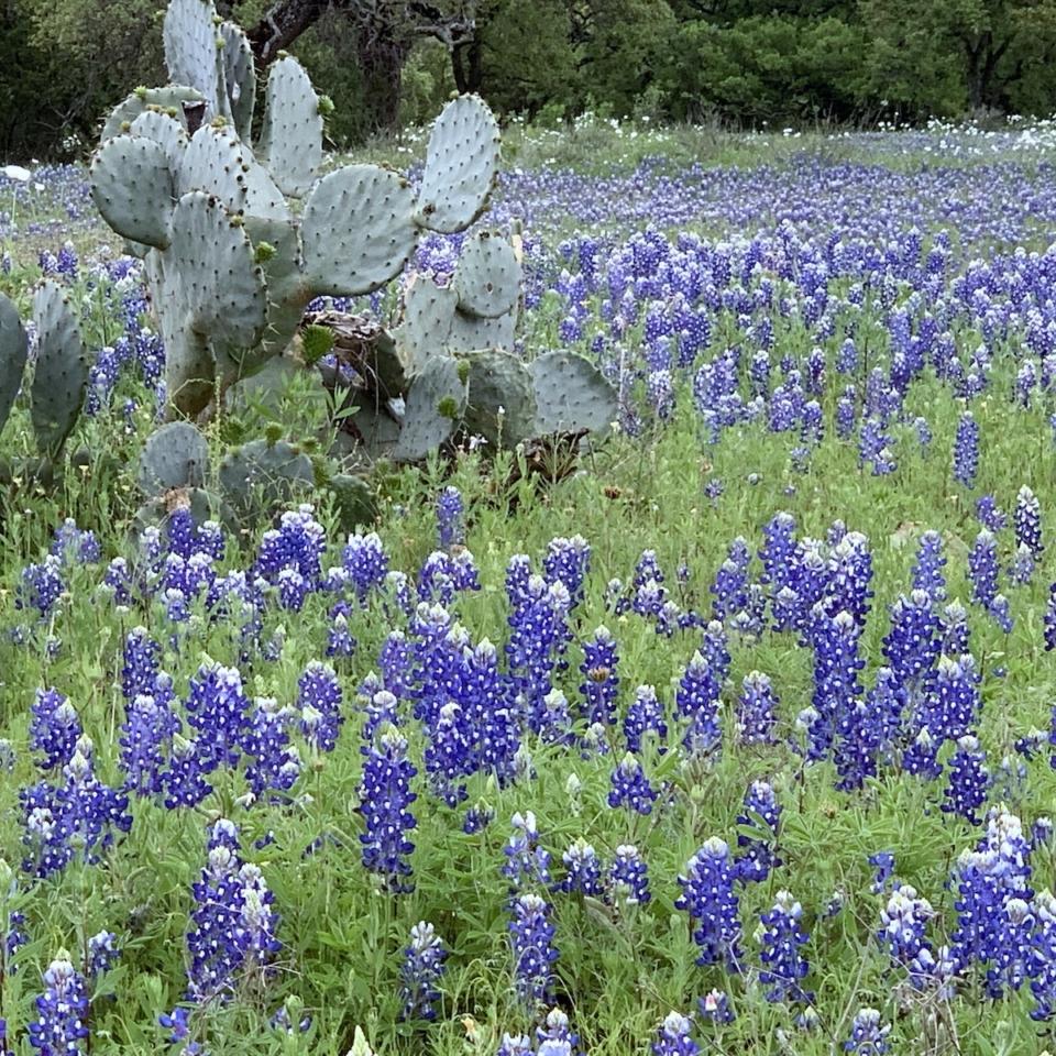 Wildflower Super Bloom and a Hill Country Workshop