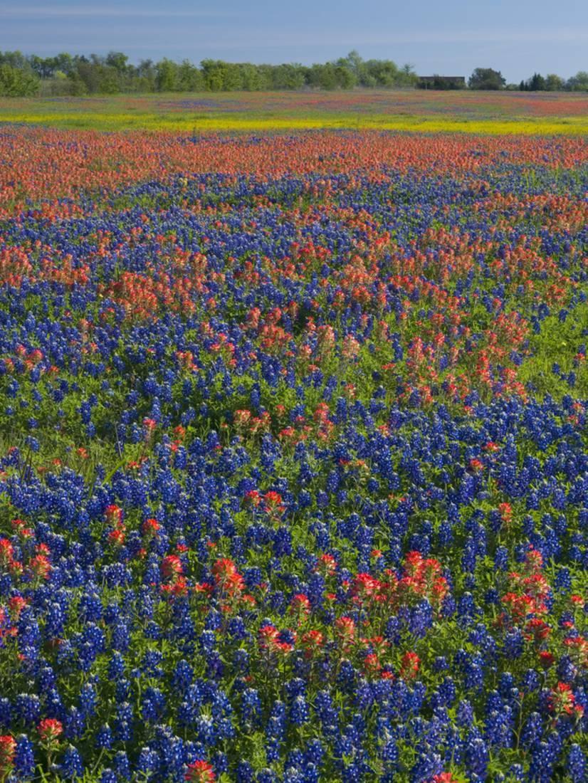 Field of Texas Blue Bonnets and Indian Paintbrush, Texas Hill Country, Texas, USA Print Wall Art By Darrell Gulin
