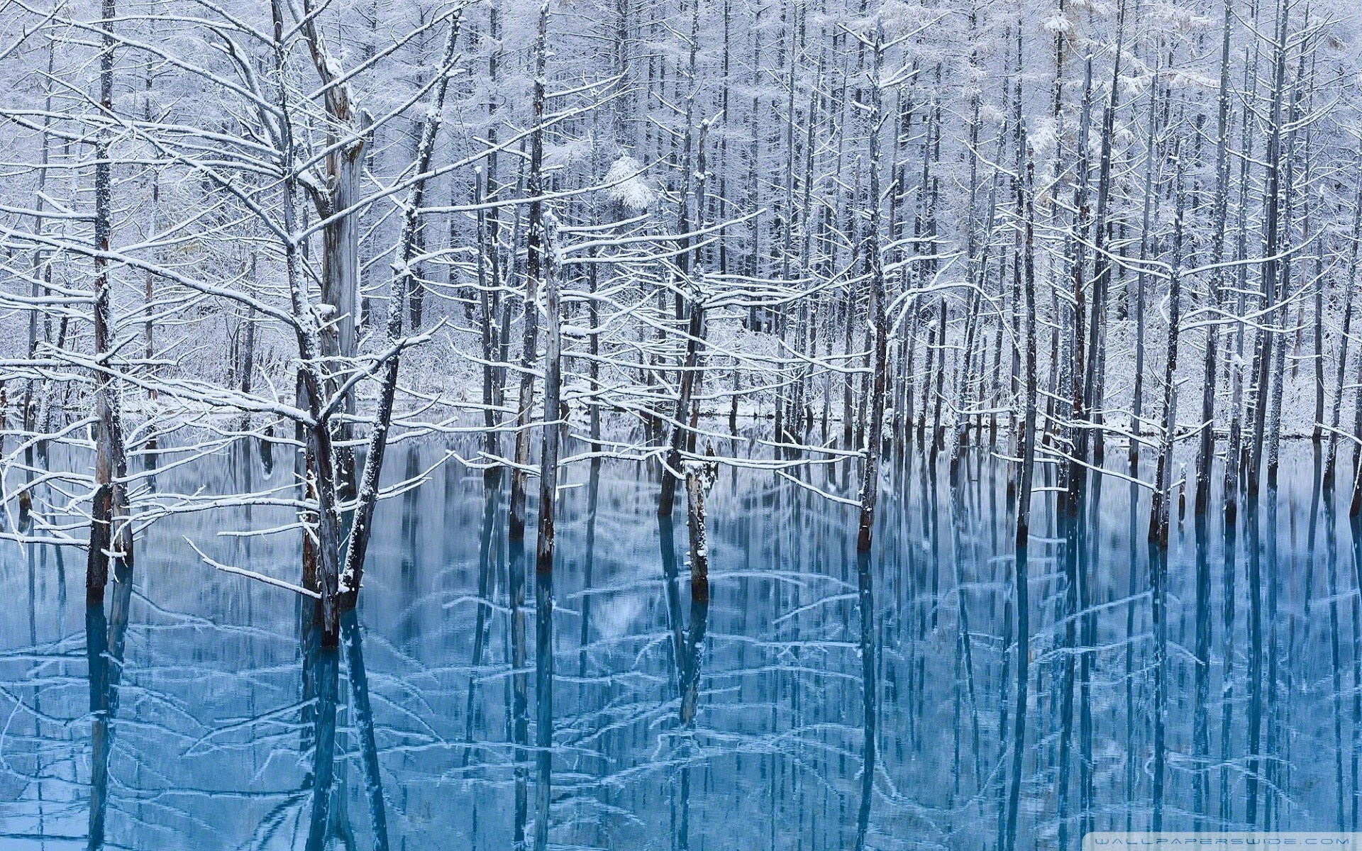 Winter Trees Reflected In The Lake ❤ 4K HD Desktop