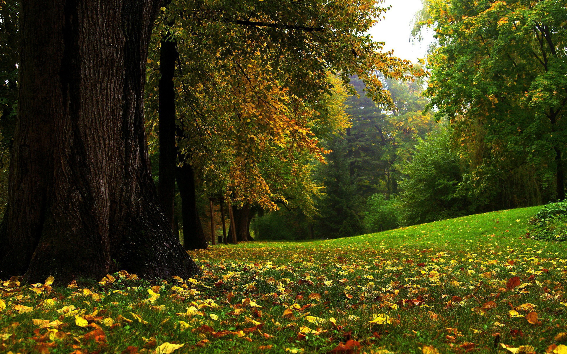 Download Wallpaper autumn tree grass sheet leaves leaf