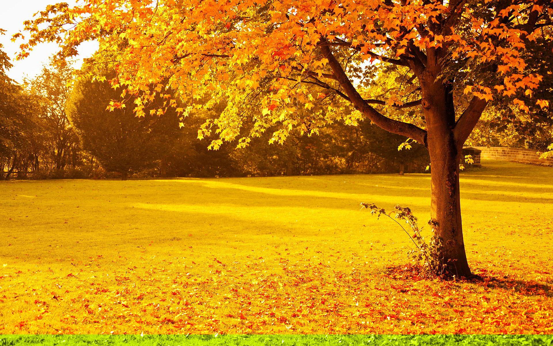 Autumn Wallpaper, Background, Image, Picture