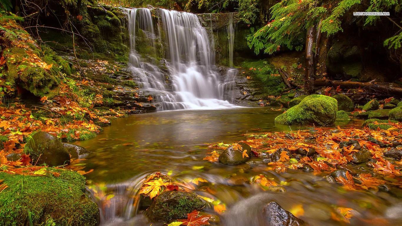 Nature Waterfalls Forests Early Autumn Forest Leaves