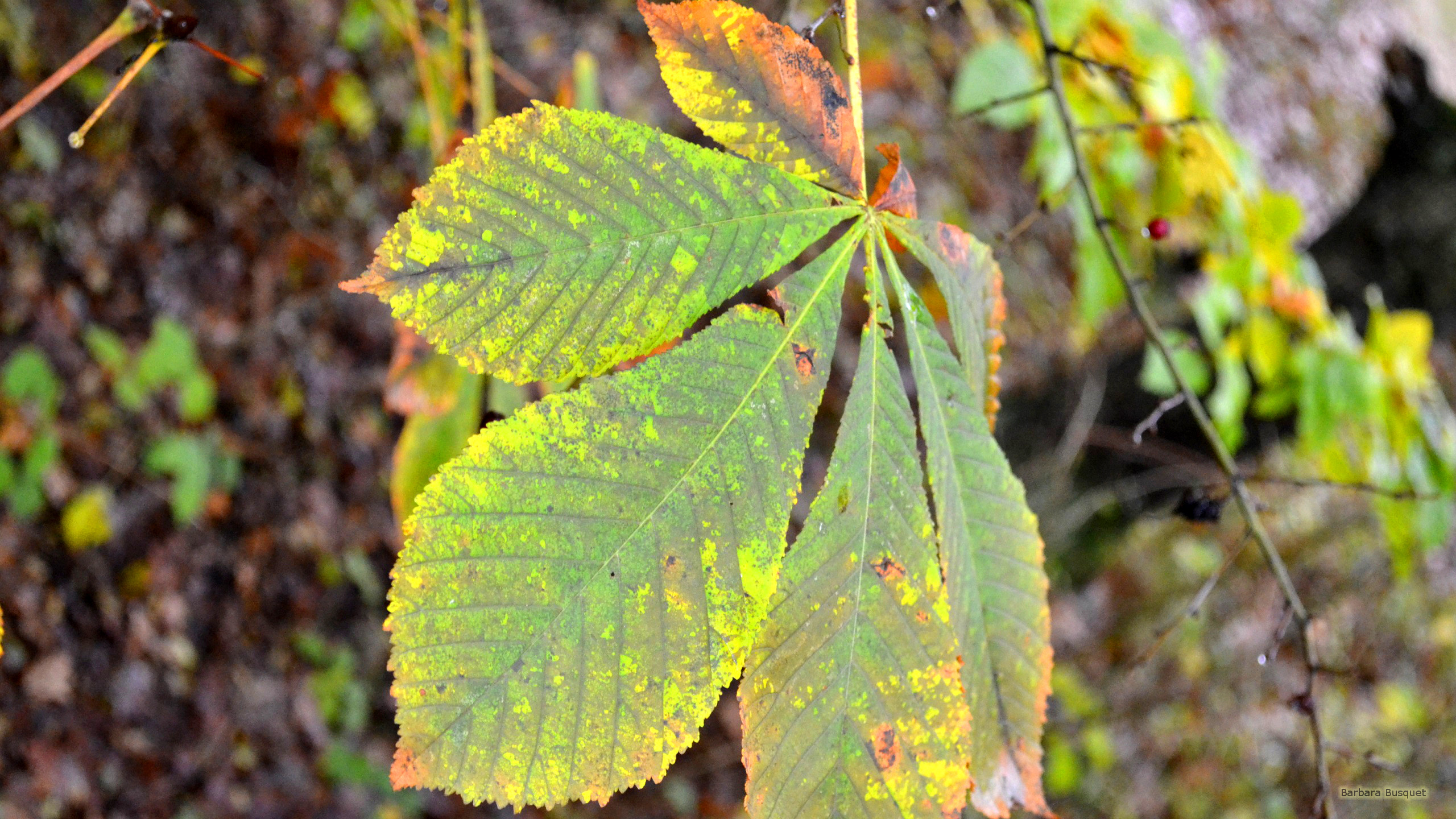 Leaf in early autumn