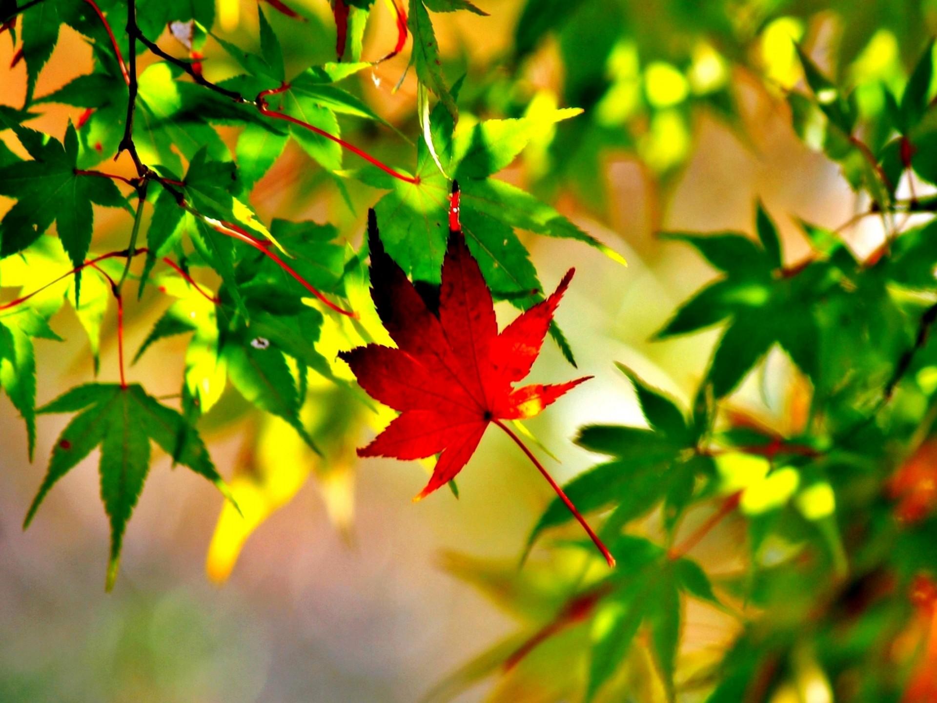 Autumn Leaves Nature Trees Branch Ultra 2560x1600 HD