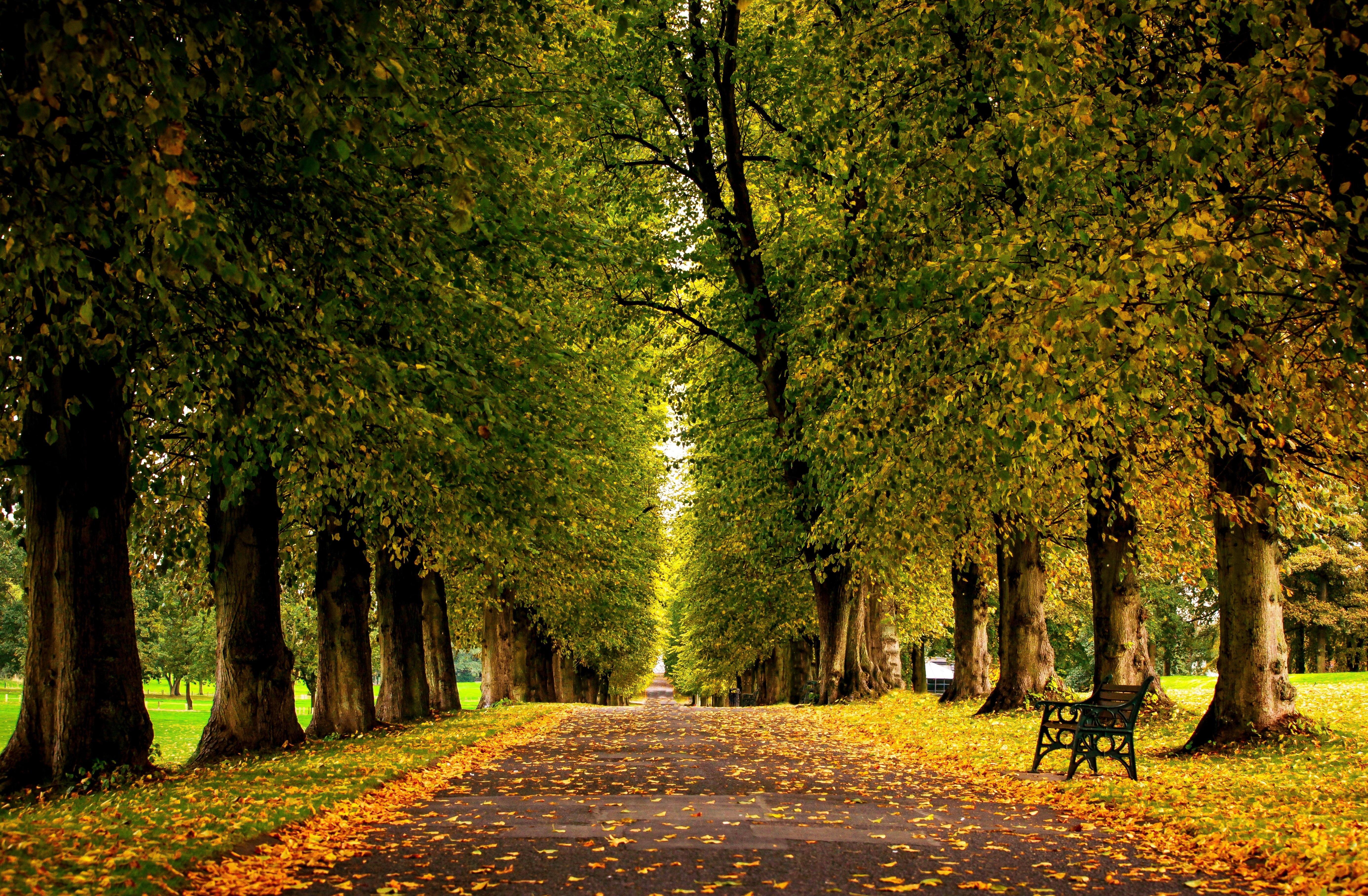 Download Wallpaper autumn tree park alley, 5544x Early