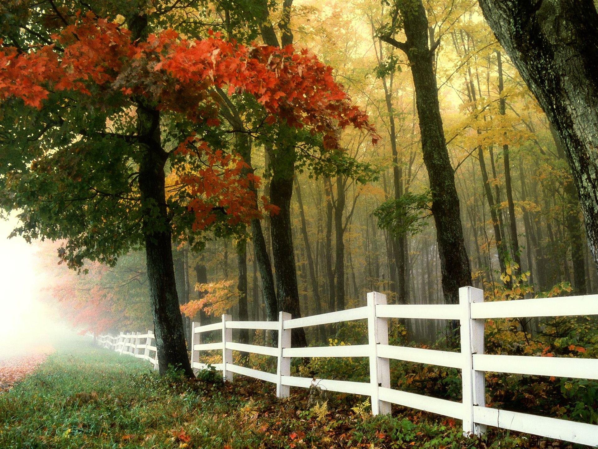 Autumn Trees Wallpaper for Free Download