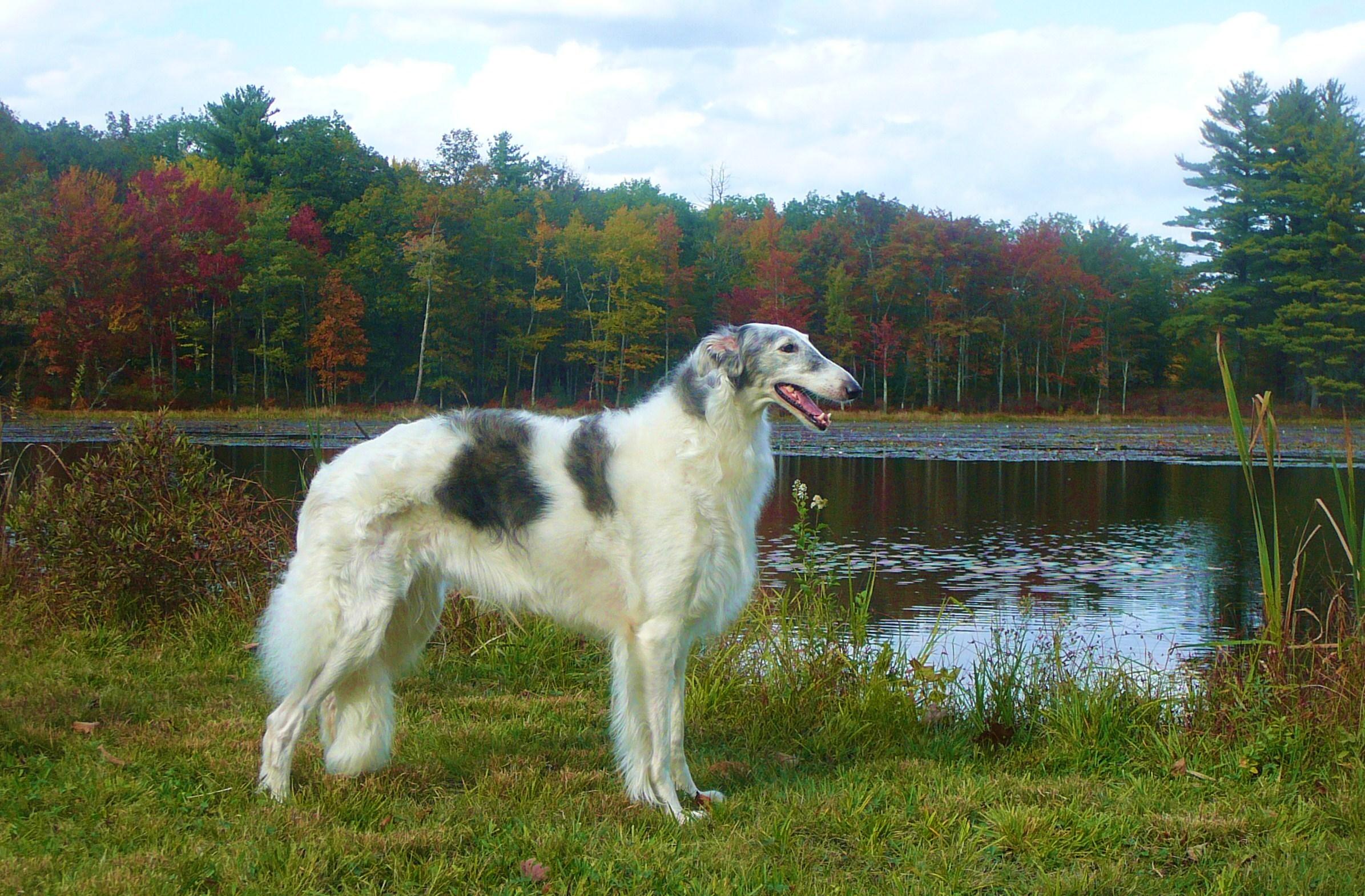 Borzoi dog at lake photo and wallpaper. Beautiful Borzoi dog