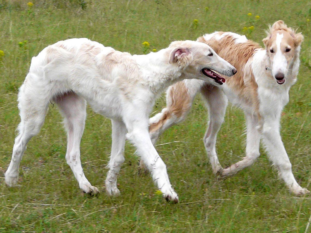 borzoi dog photo. Borzoi Dog Wallpaper. Encyclopedia