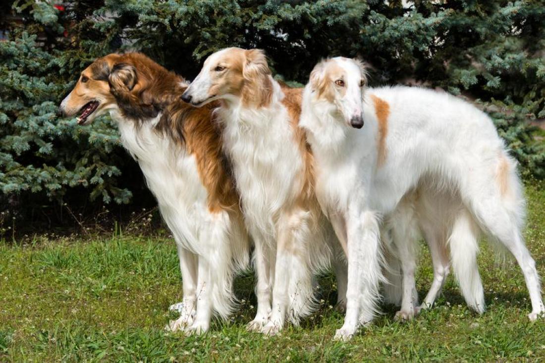 Borzoi (image in Collection)