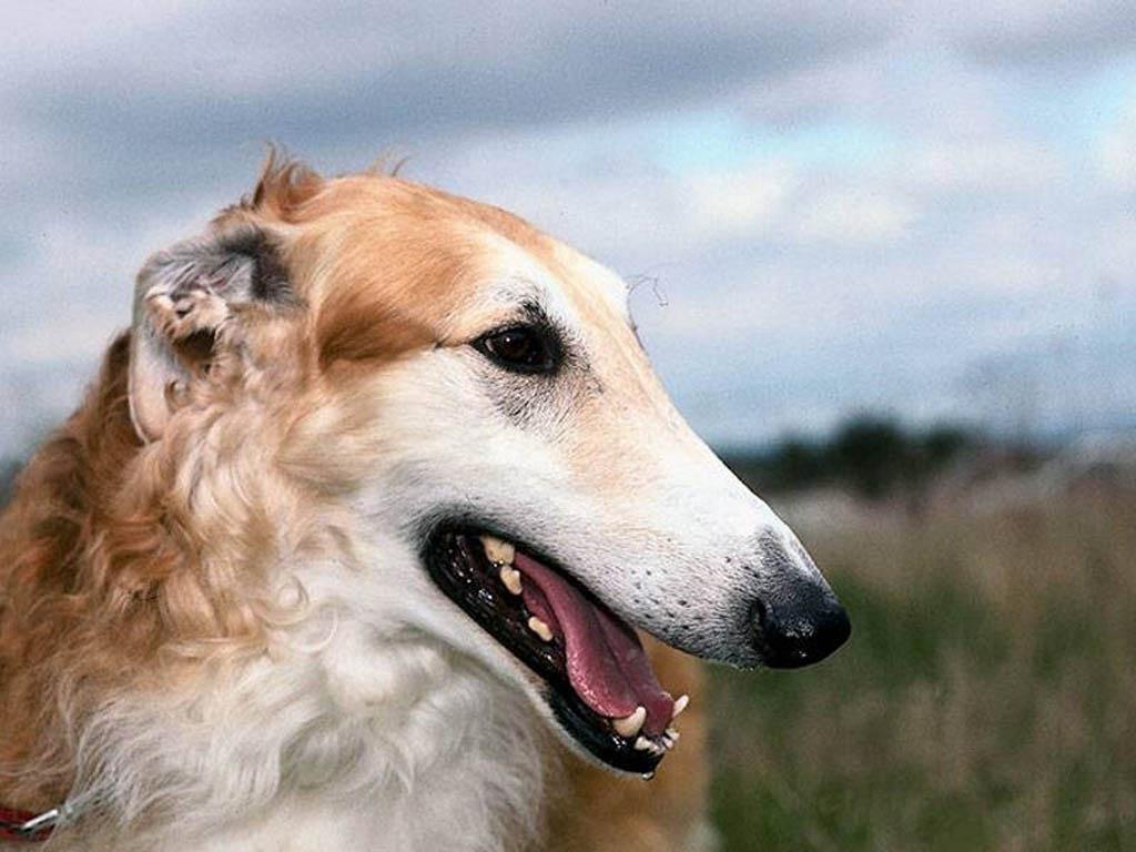 Borzoi dog face photo and wallpaper. Beautiful Borzoi dog