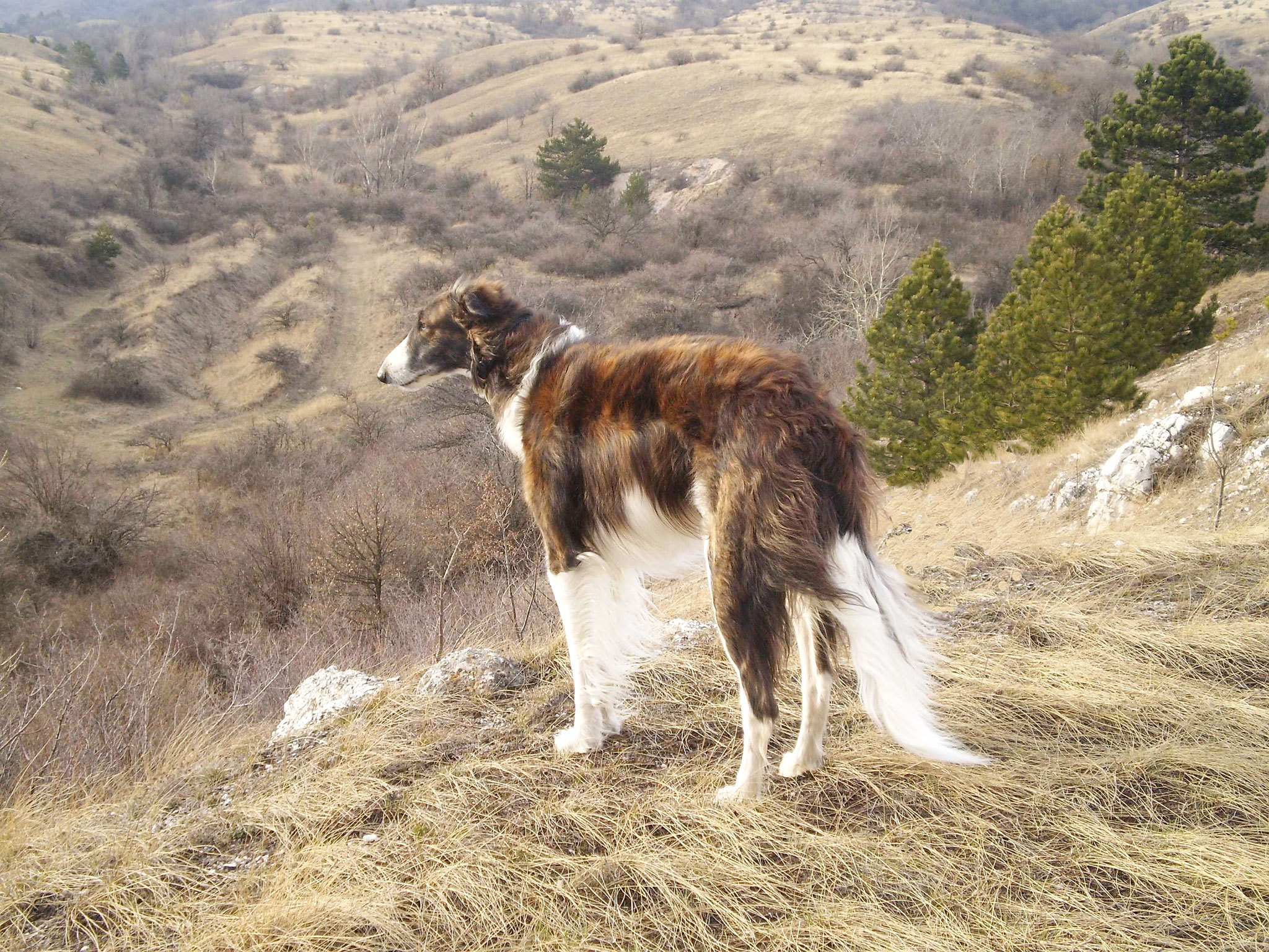 Russian borzoi dog in the mountains wallpaper and image