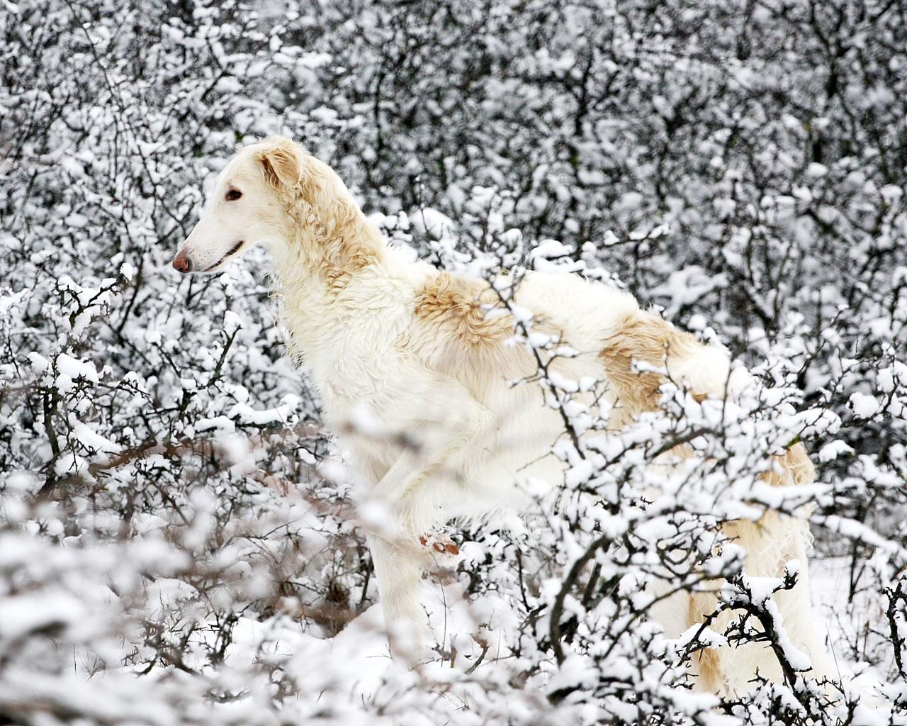 Kumpulan Ikan 2000: Borzoi Dog Wallpaper