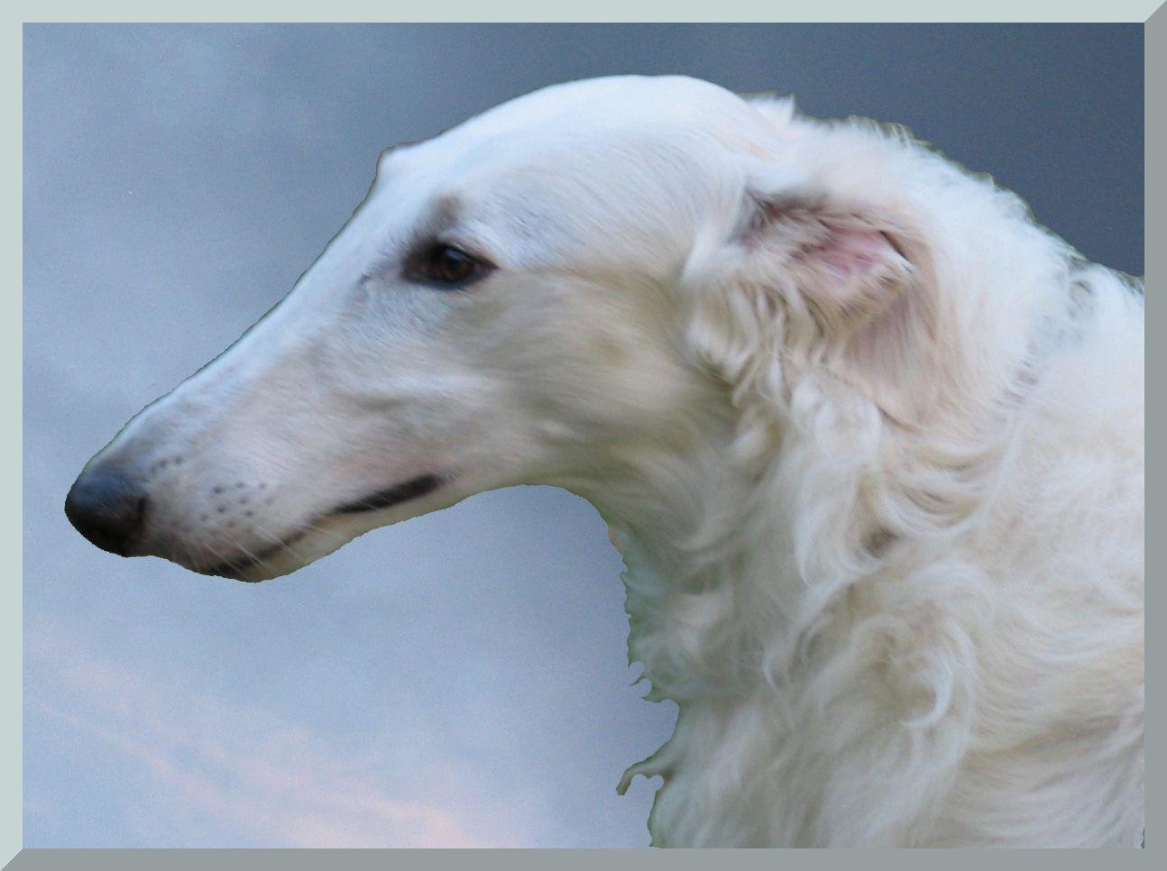 borzoi dog photo. White Borzoi, Beautiful, Borzoi, Dog